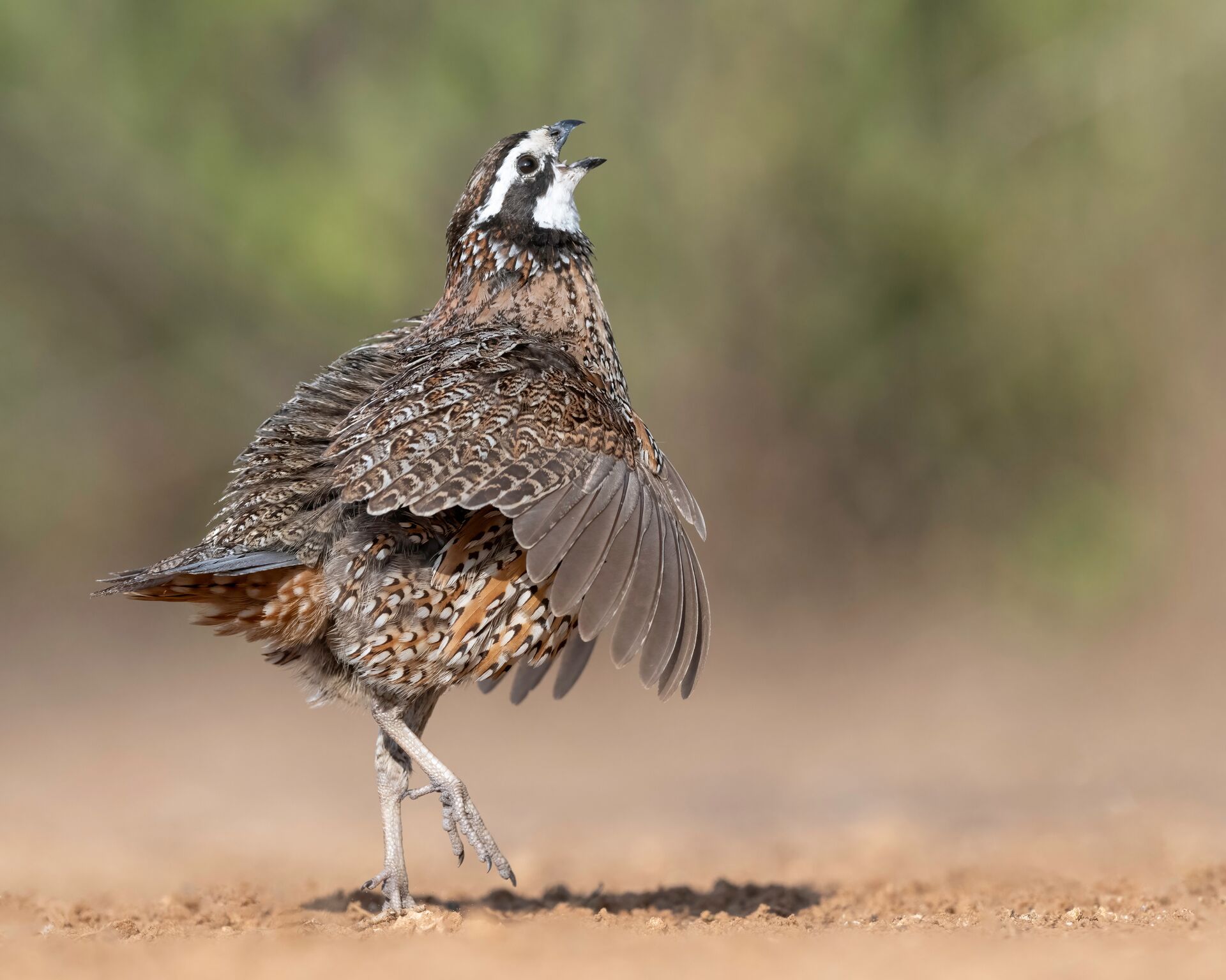 A quail walking on the ground. 