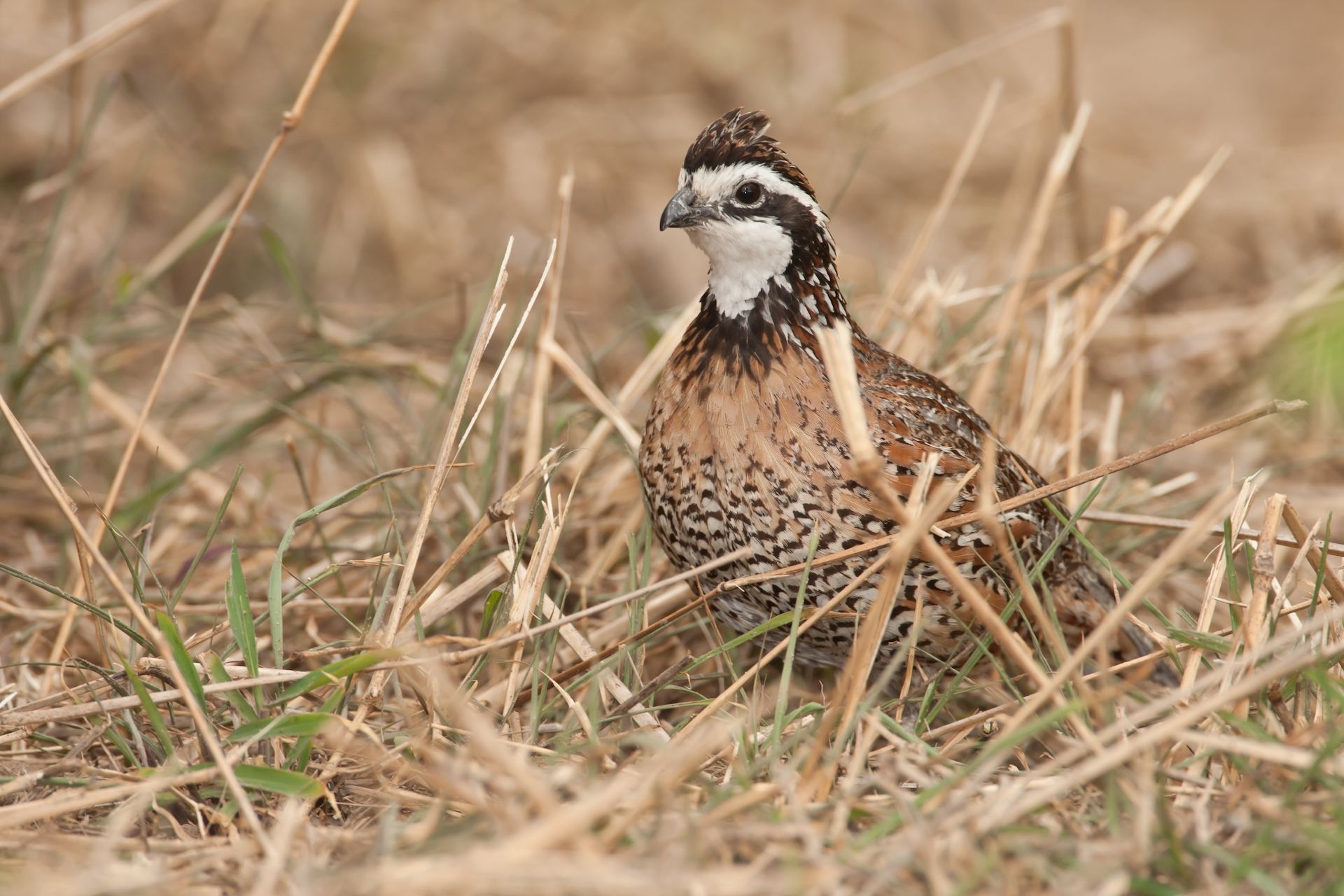 Quail on the ground in the brush.