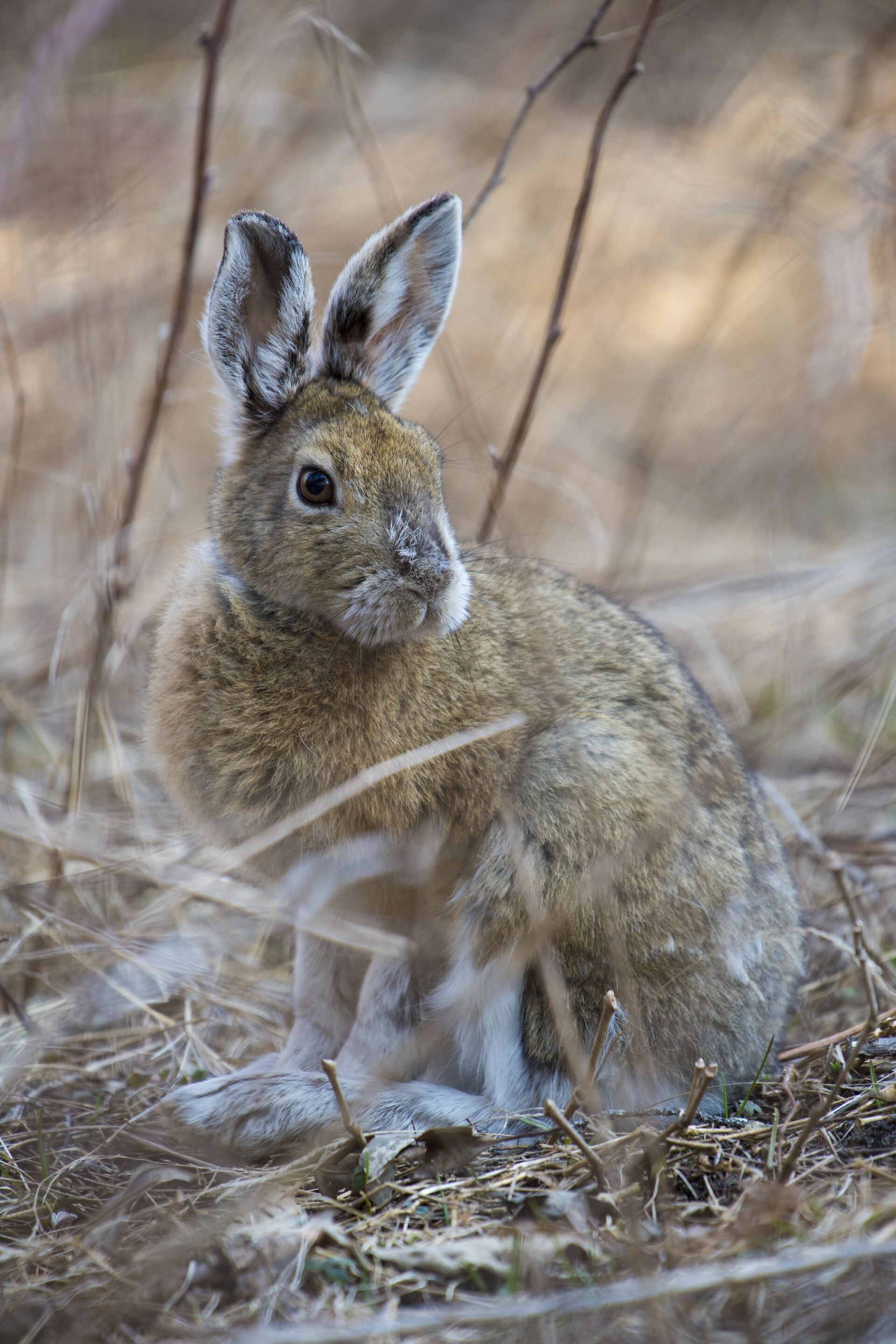 Rabbit sitting in brush, how to hunt rabbits concept. 