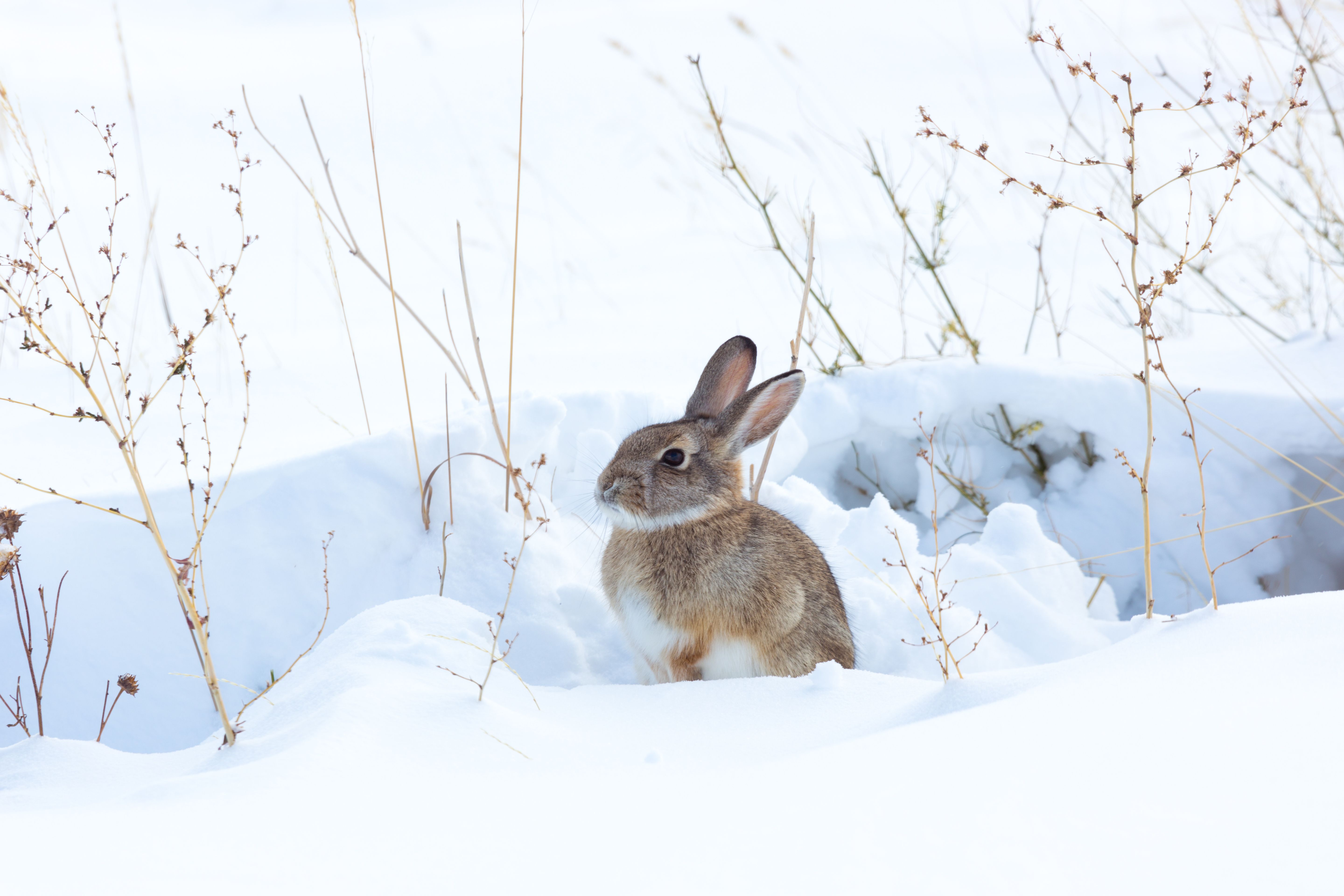 Rabbit sitting in the snow, winter rabbit hunting concept. 