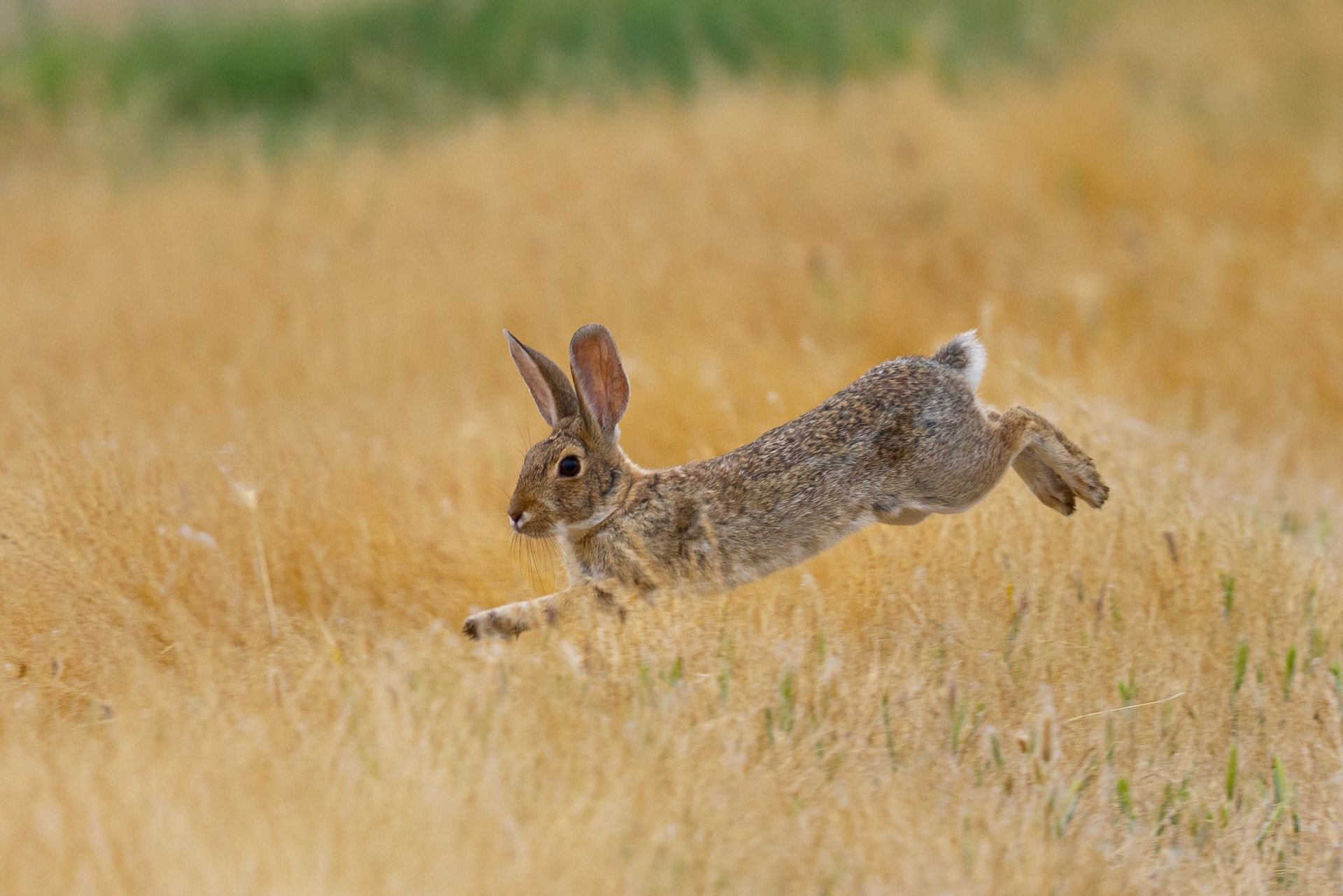 A rabbit runs through the brush, best public land for rabbit hunting concept. 