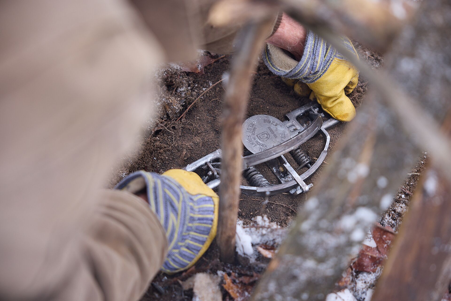 Setting a live animal trap by hand.