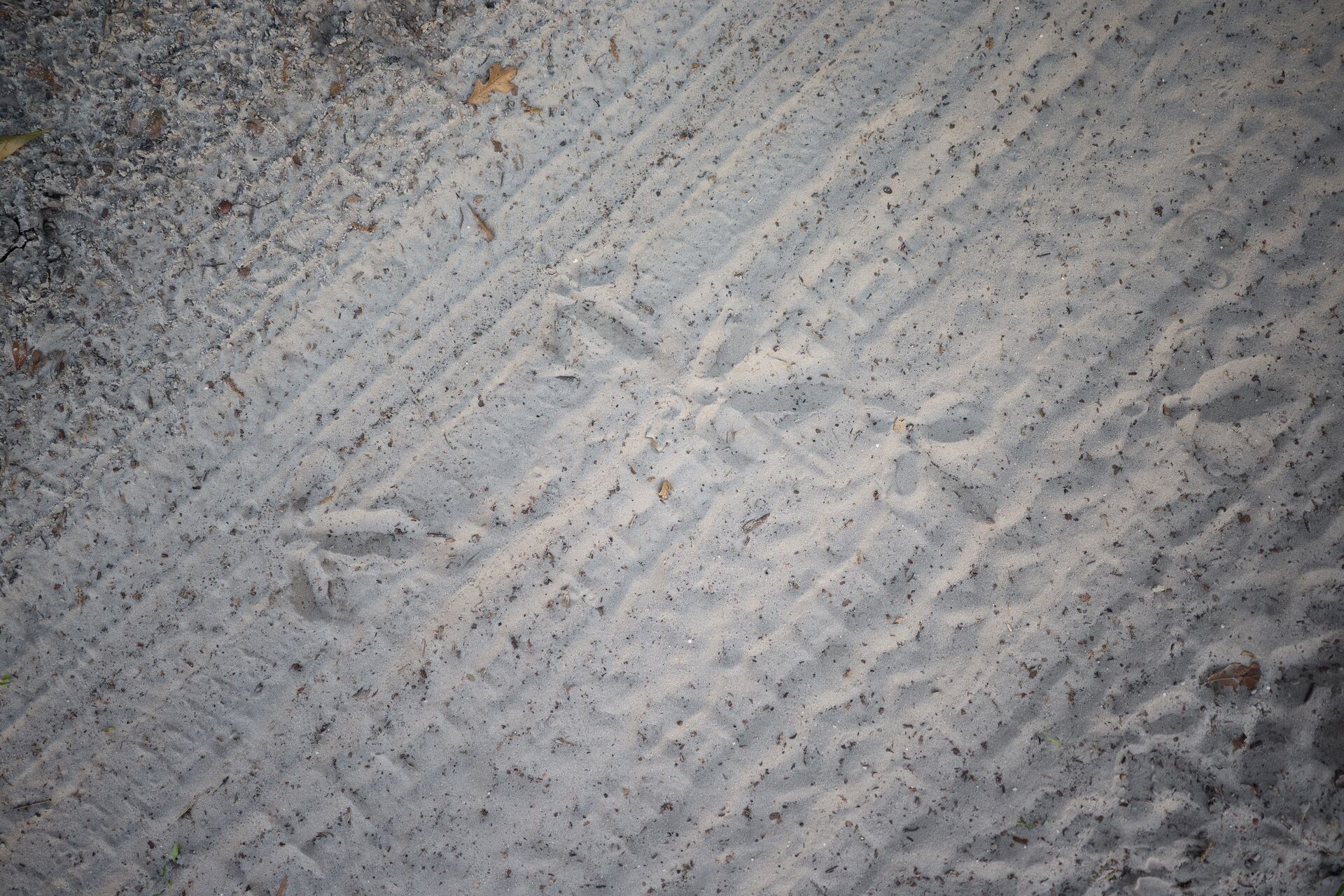 Turkey tracks in the sand, scouting DIY turkey hunts concept.