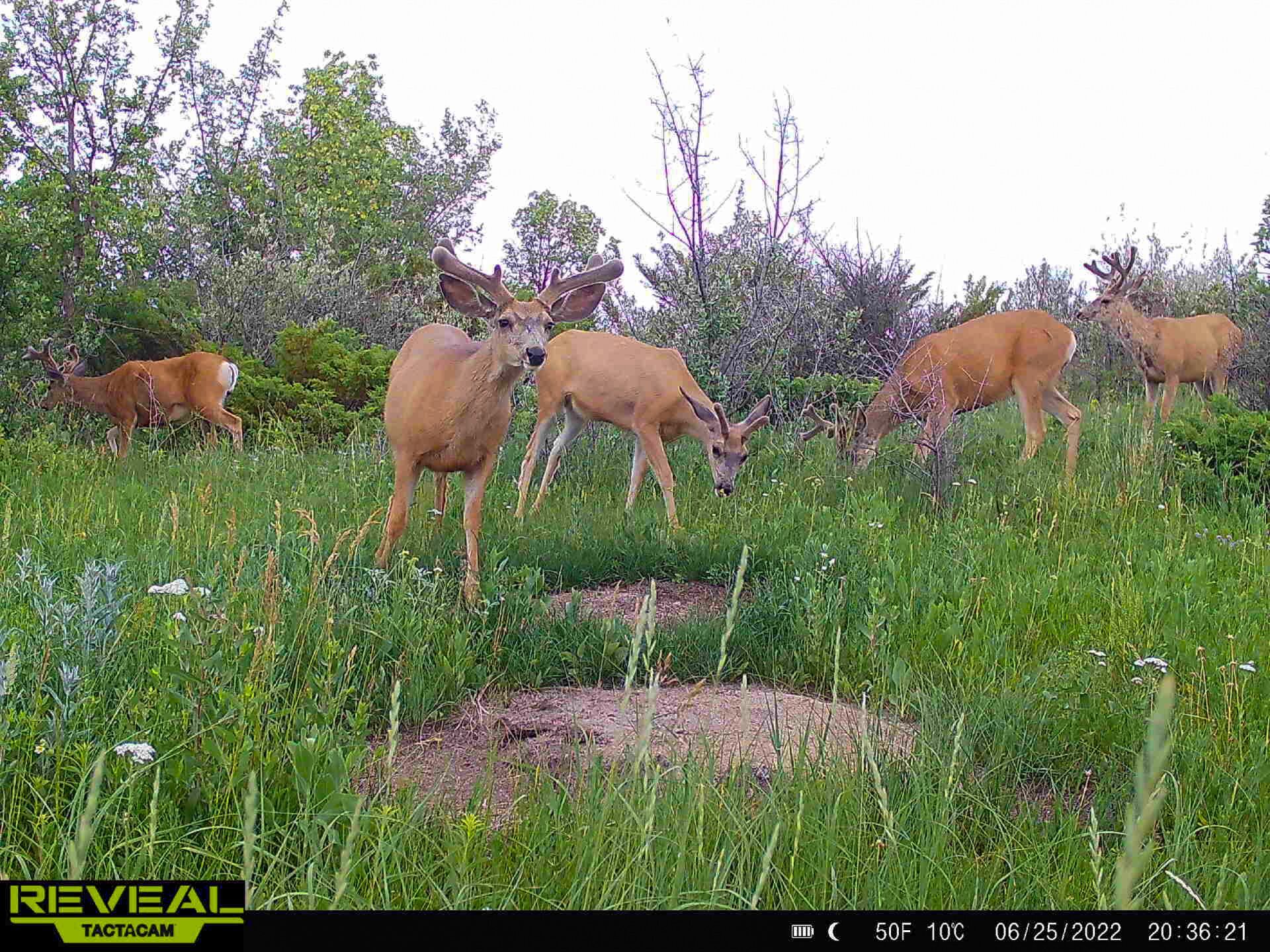 Several velvet antler deer on trail cam image.