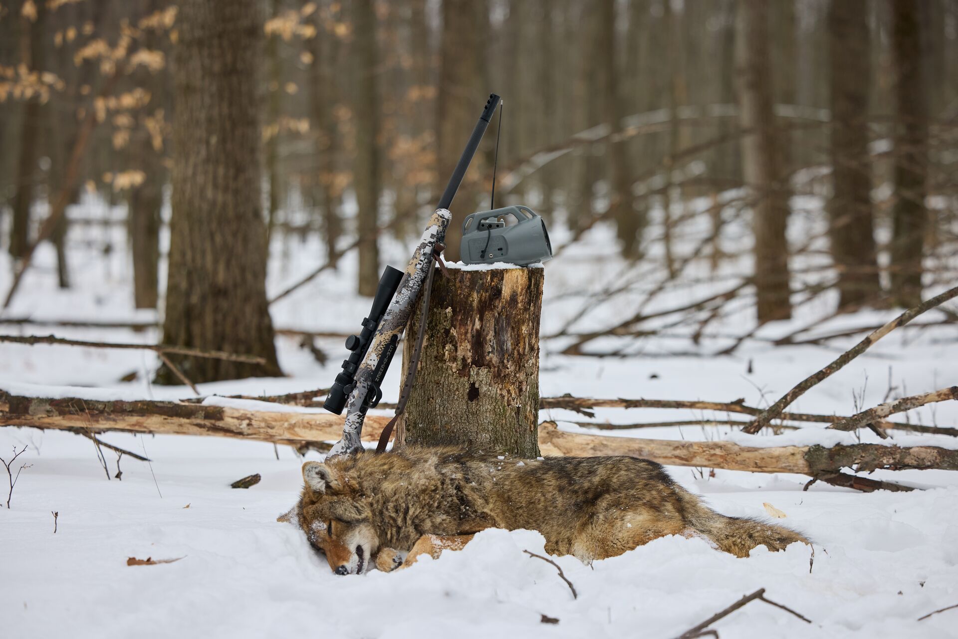 A downed coyote next to a firearm and stump in the snow. 