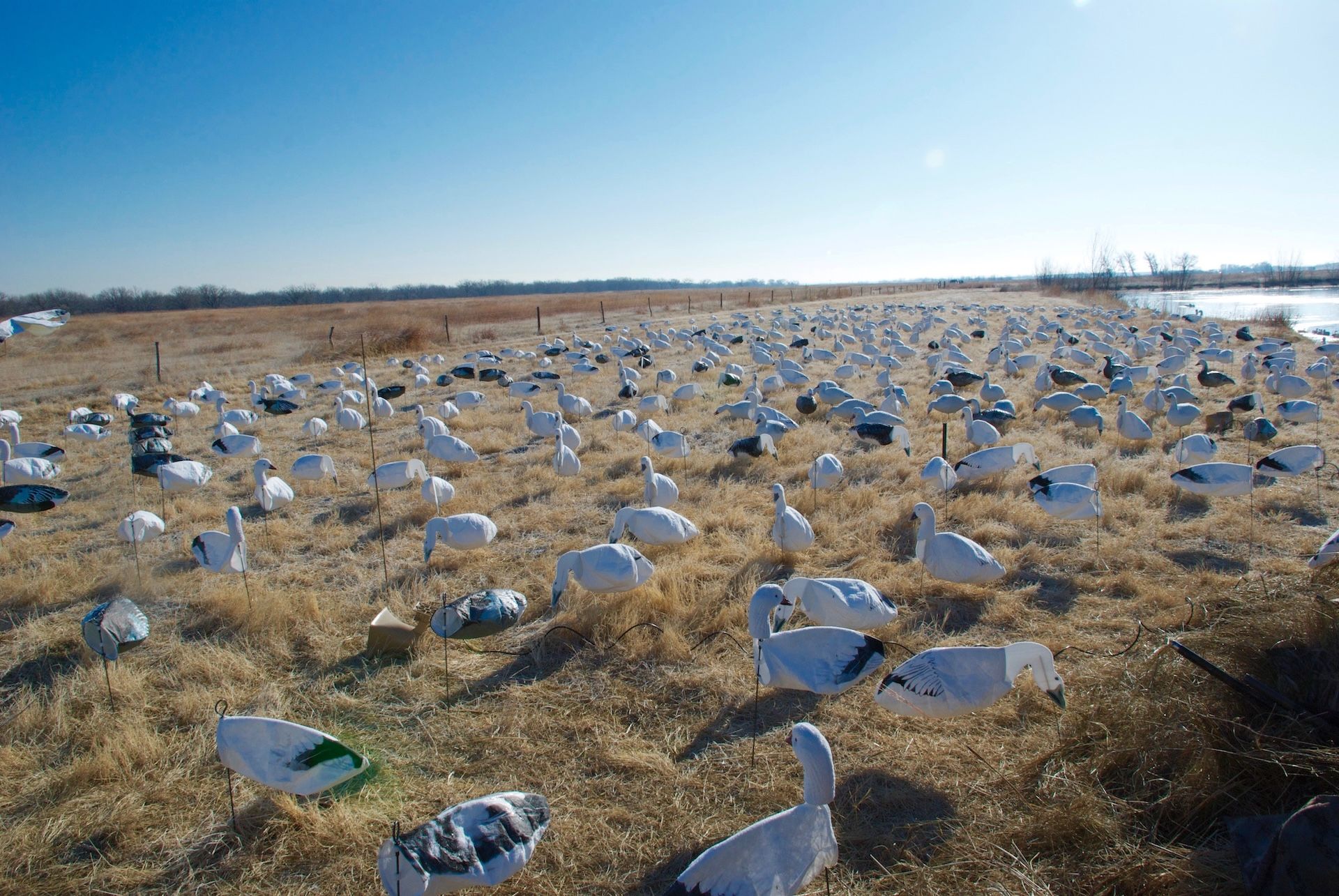 Snow goose decoys near water, represents snow goose hunting tips Missouri. 