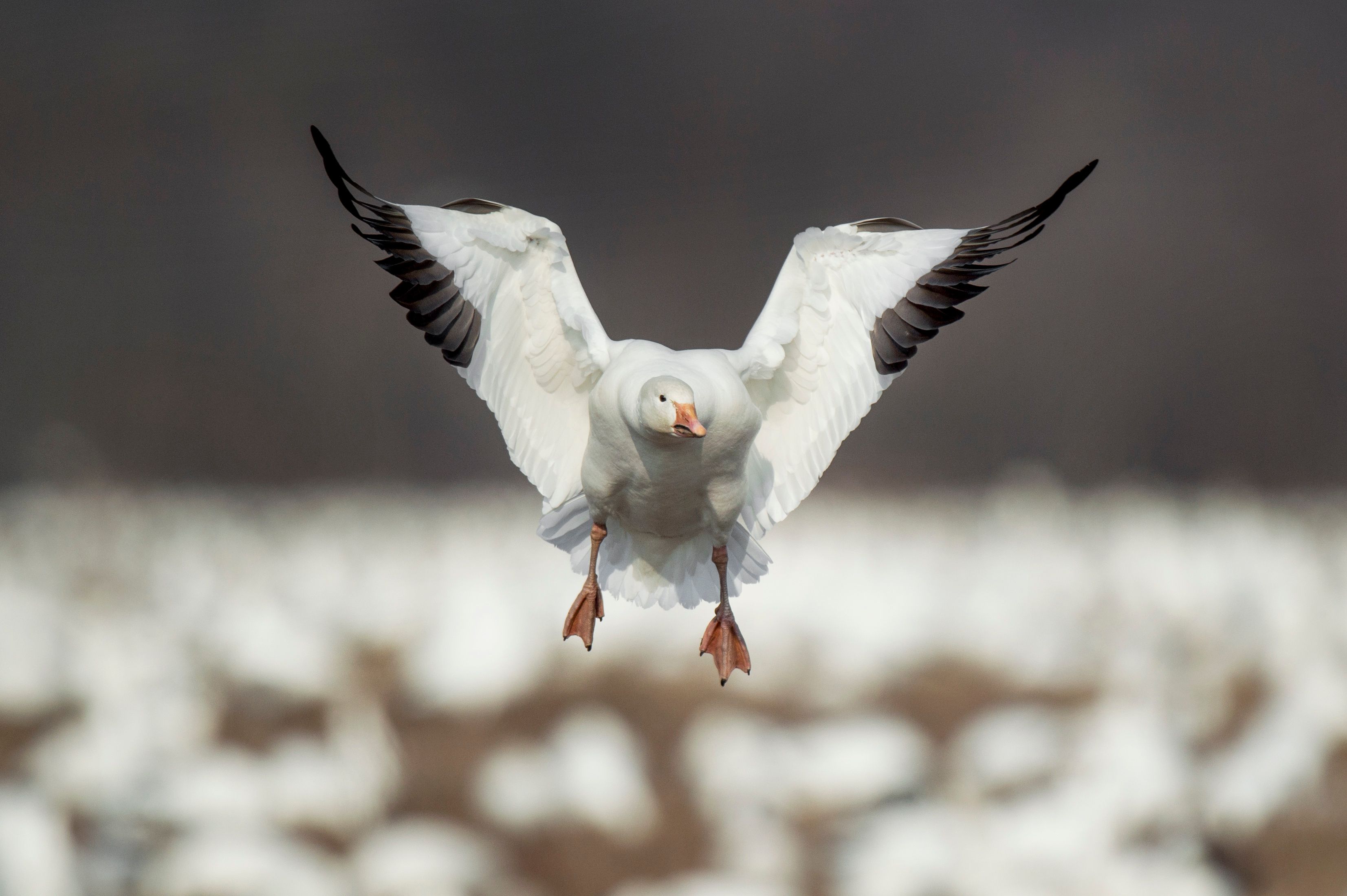 Snow goose landing on water