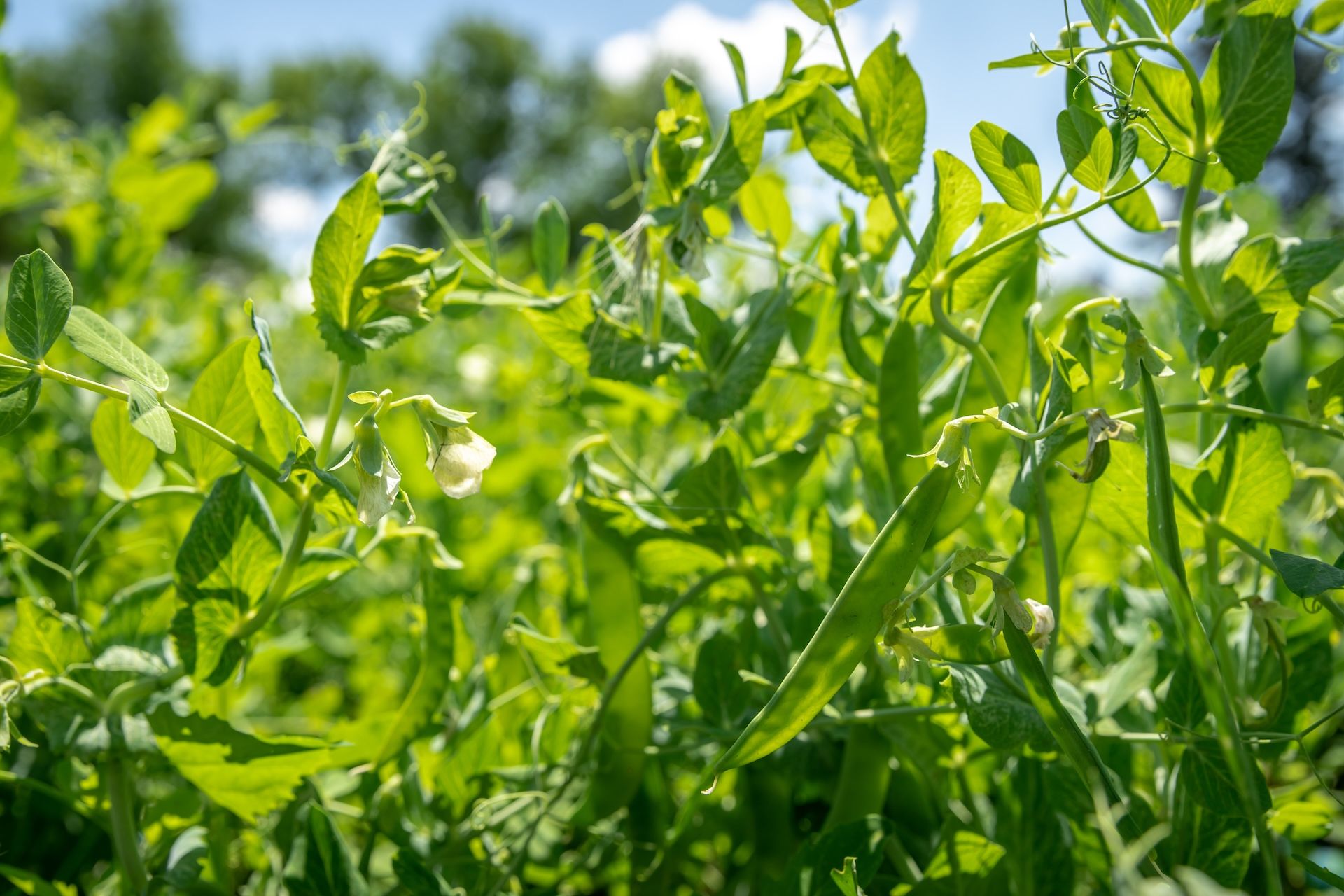 Cllose-up of spring pea plants for a deer food plot. 