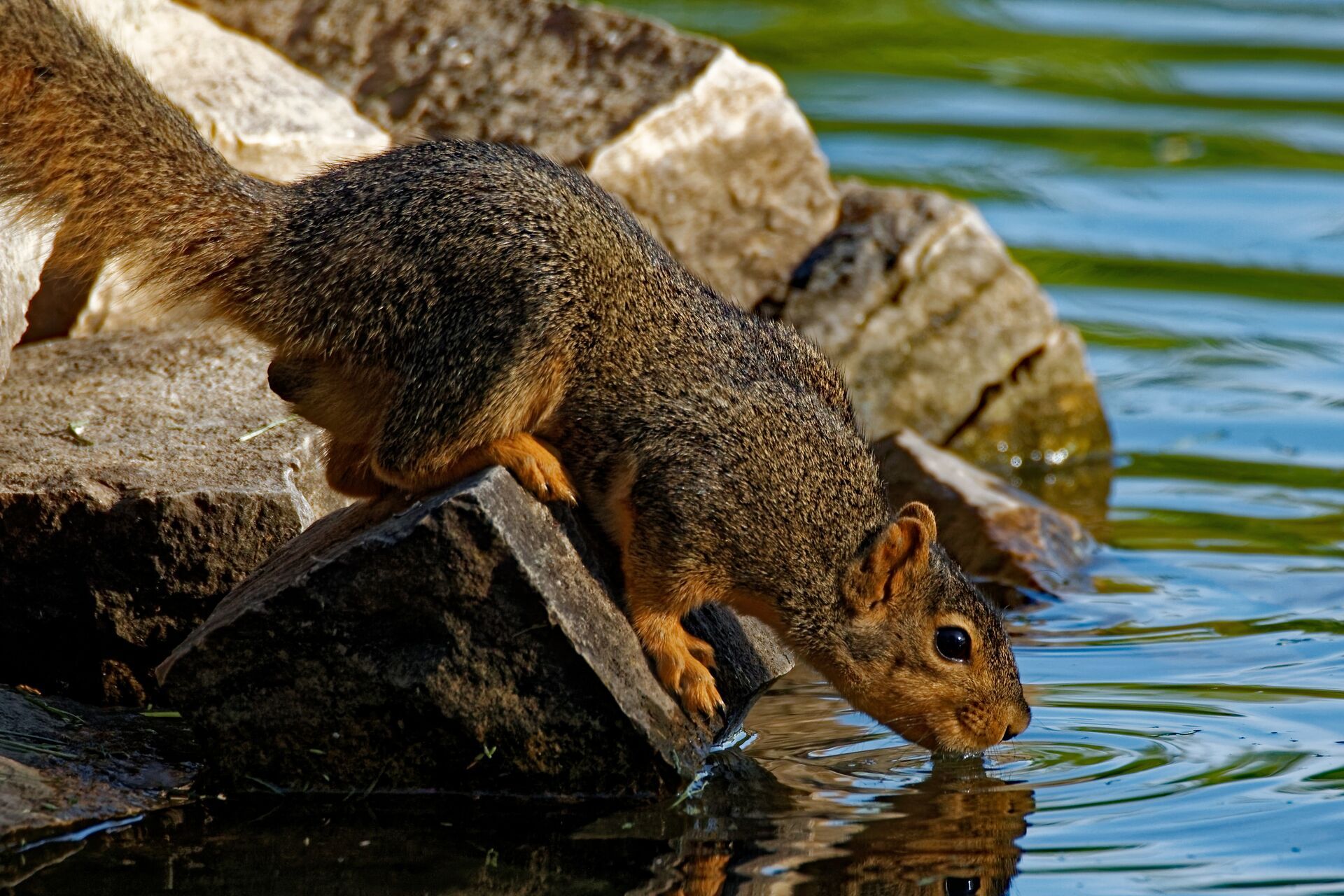 Squirrel drinks from stream, use small game hunting arrows concept. 