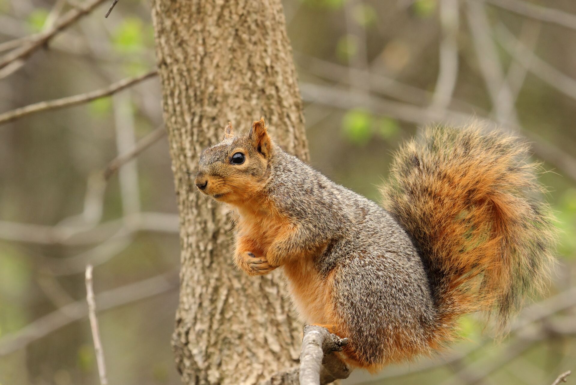 Squirrel sits in a tree.