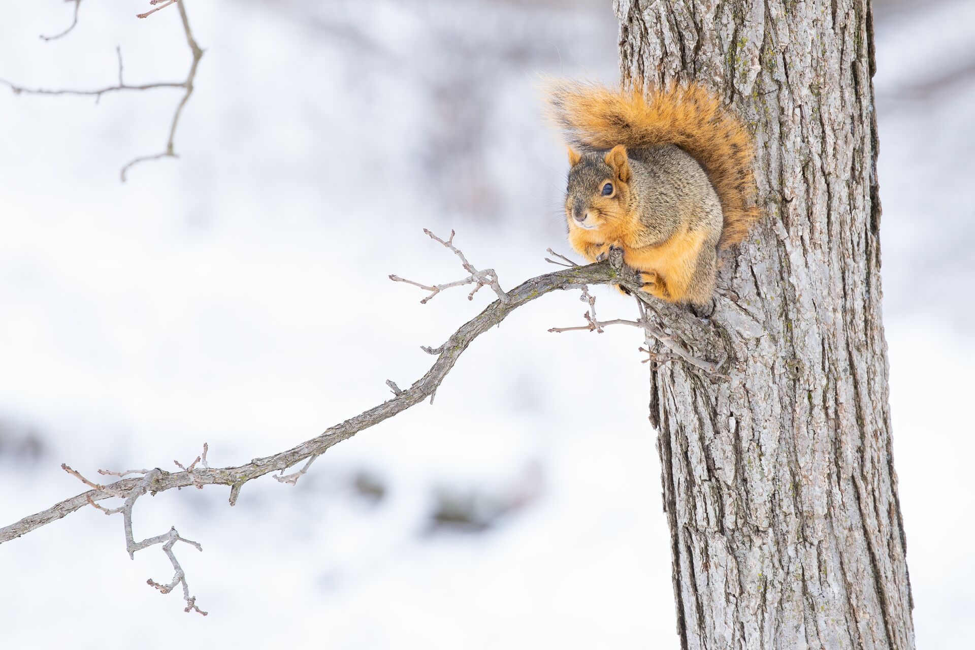 Squirrel sits on tree branch with snow around, squirrel hunting season concept. 