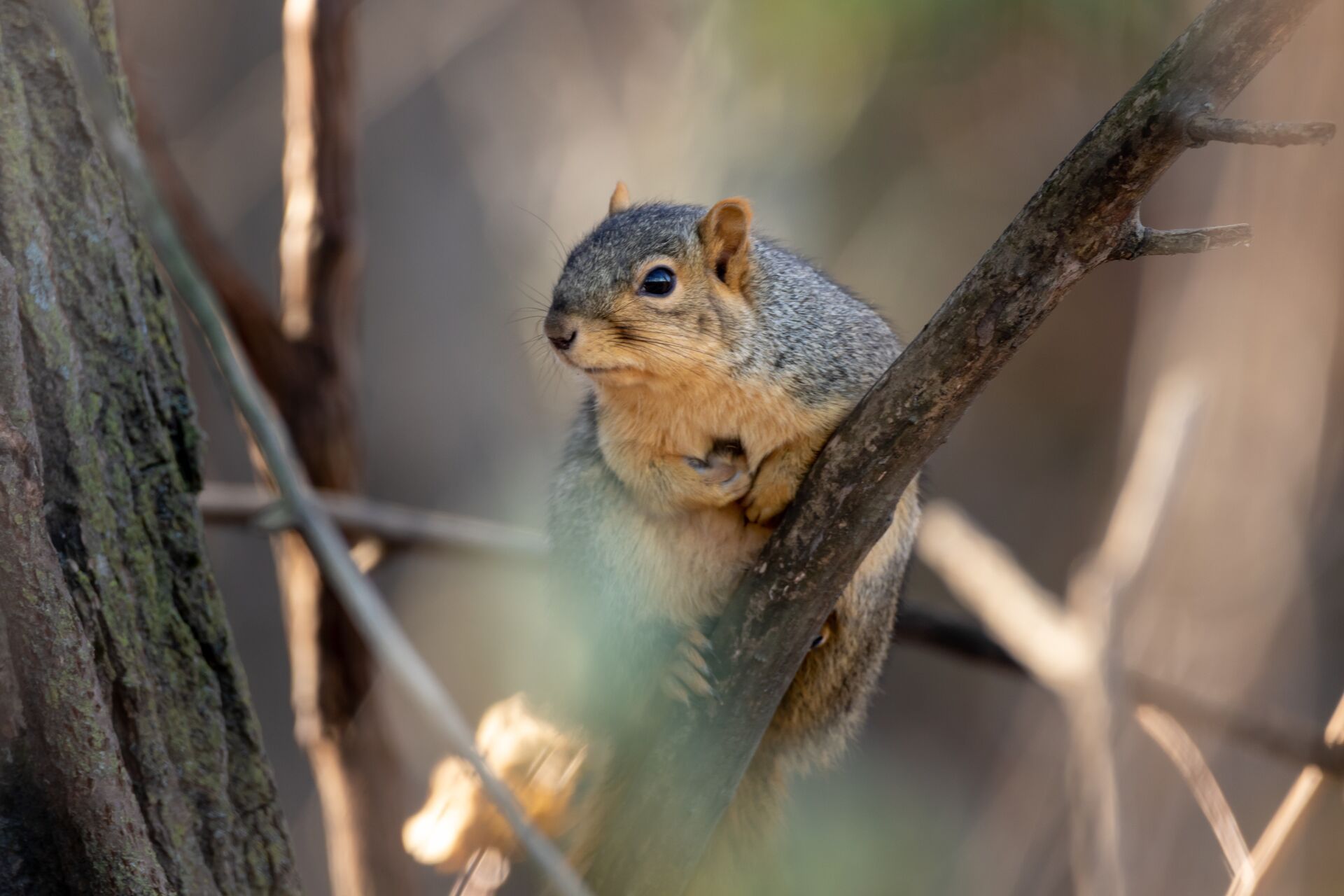 Squirrel on a small tree branch, best squirrel recipes concept. 