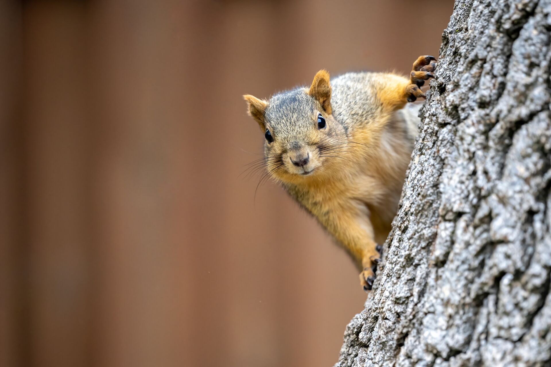 A squirrel looks straight ahead while on a tree, summer squirrel hunting success.