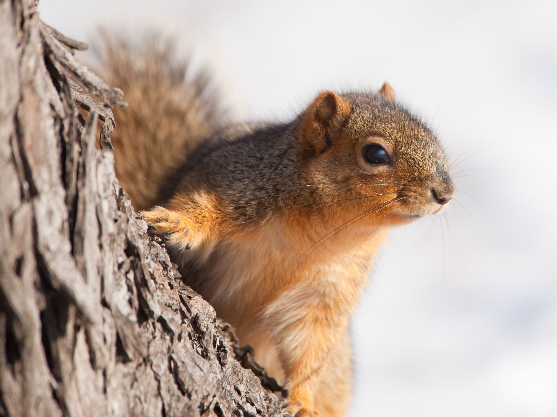 A squirrel perched on a tree, summer squirrel hunting concept. 