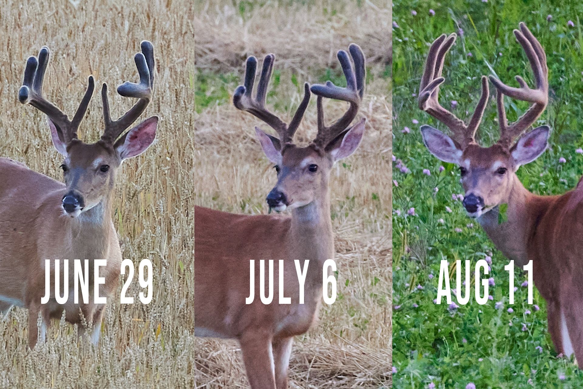 Deer antler growth by month, July and August.