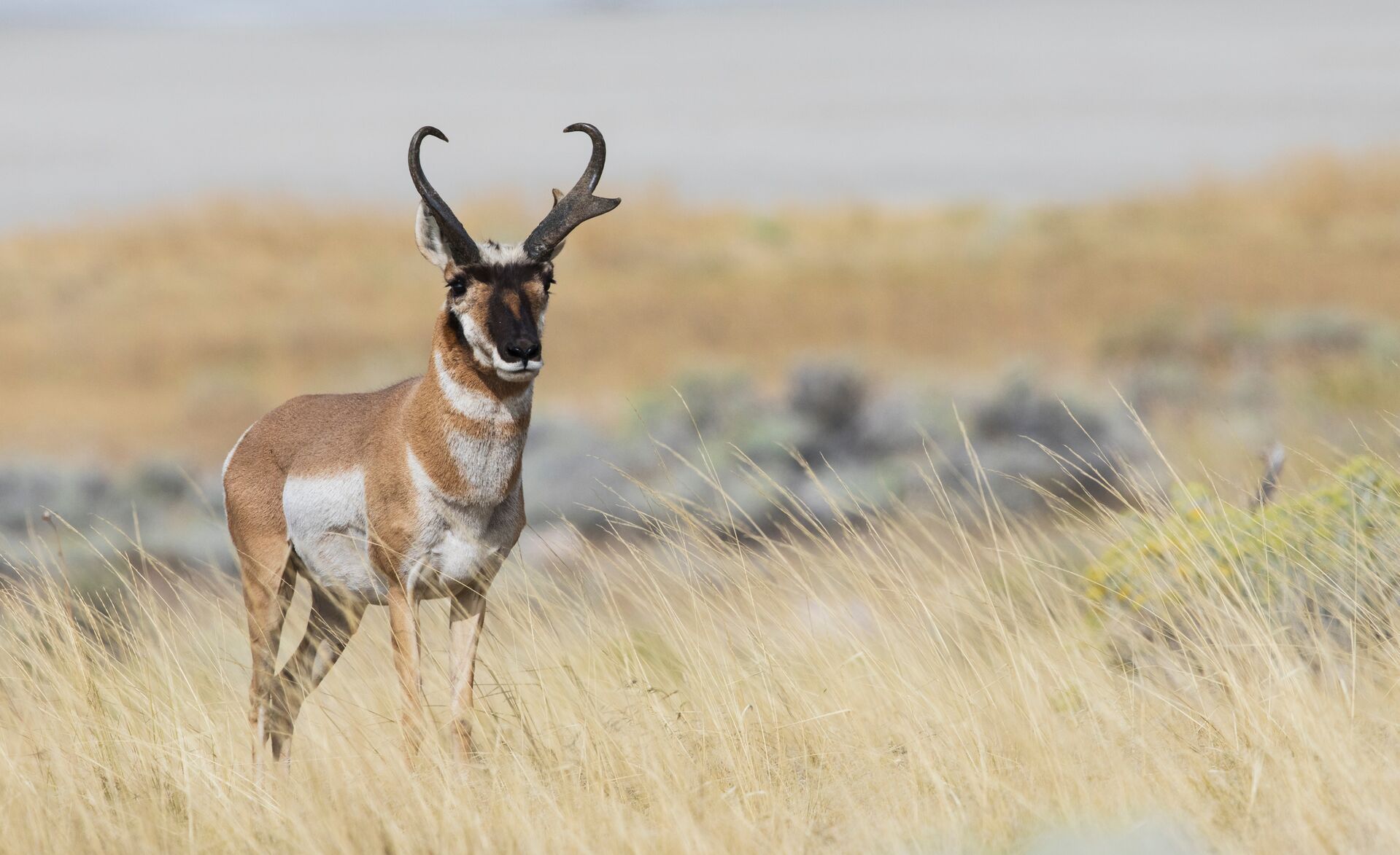A pronghorn stands alone in a field, hunting pronghorn antelope concept.