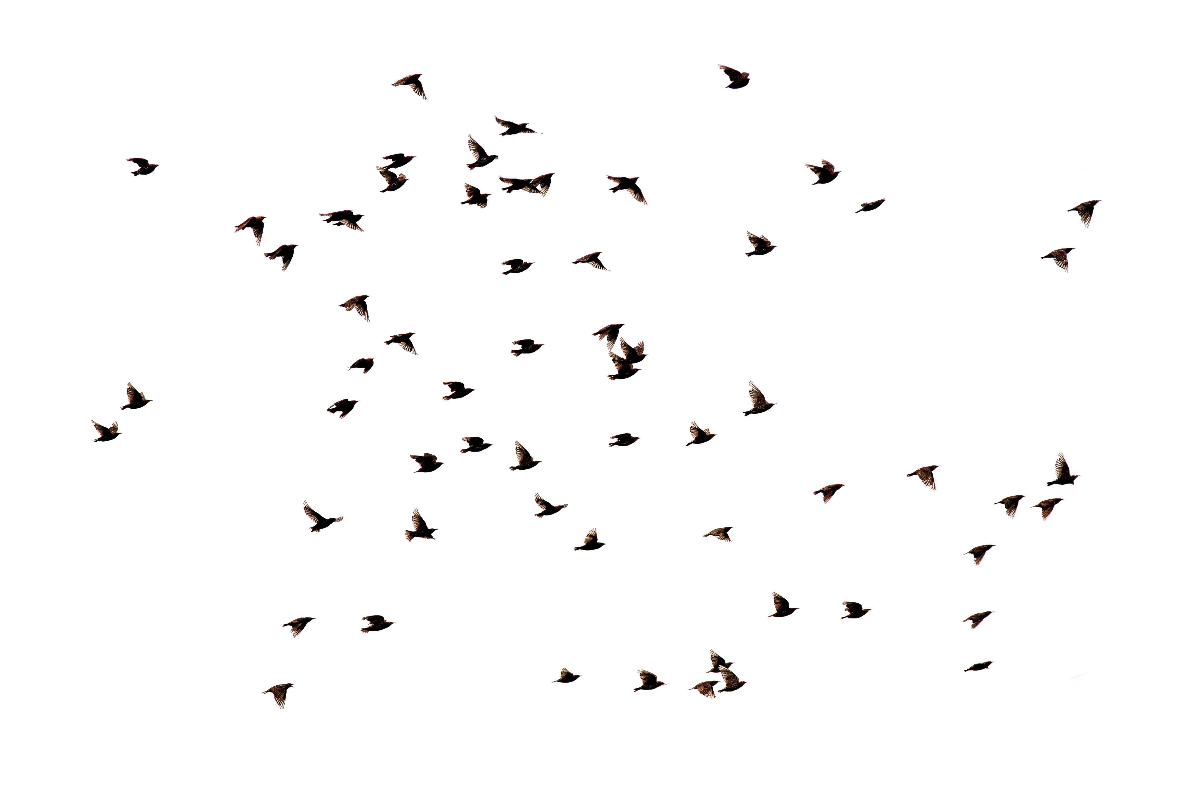Many starlings flying, hunting invasive species concept. 