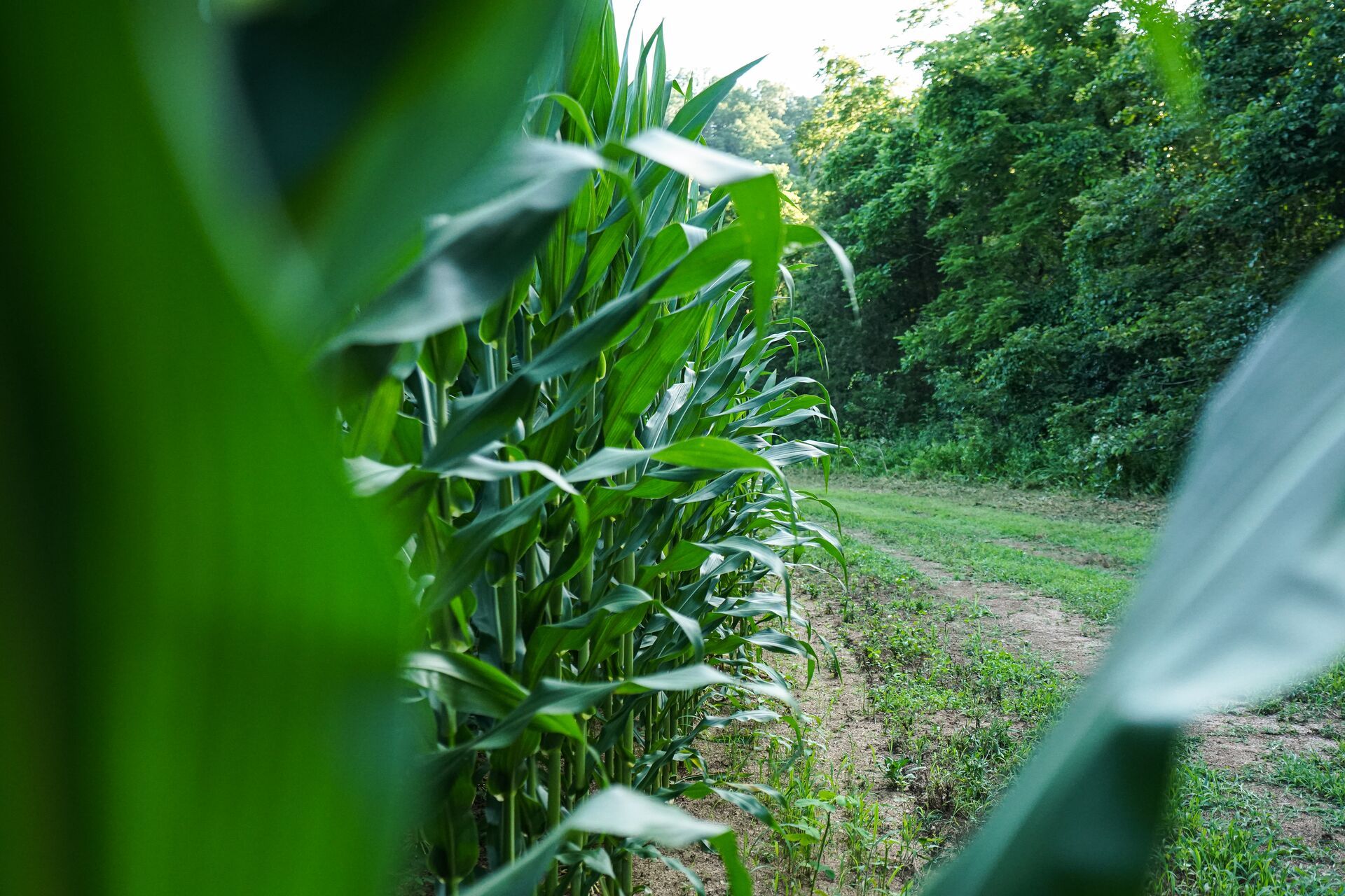 Tall plants in a food plot, high protein deer food plots concept. 