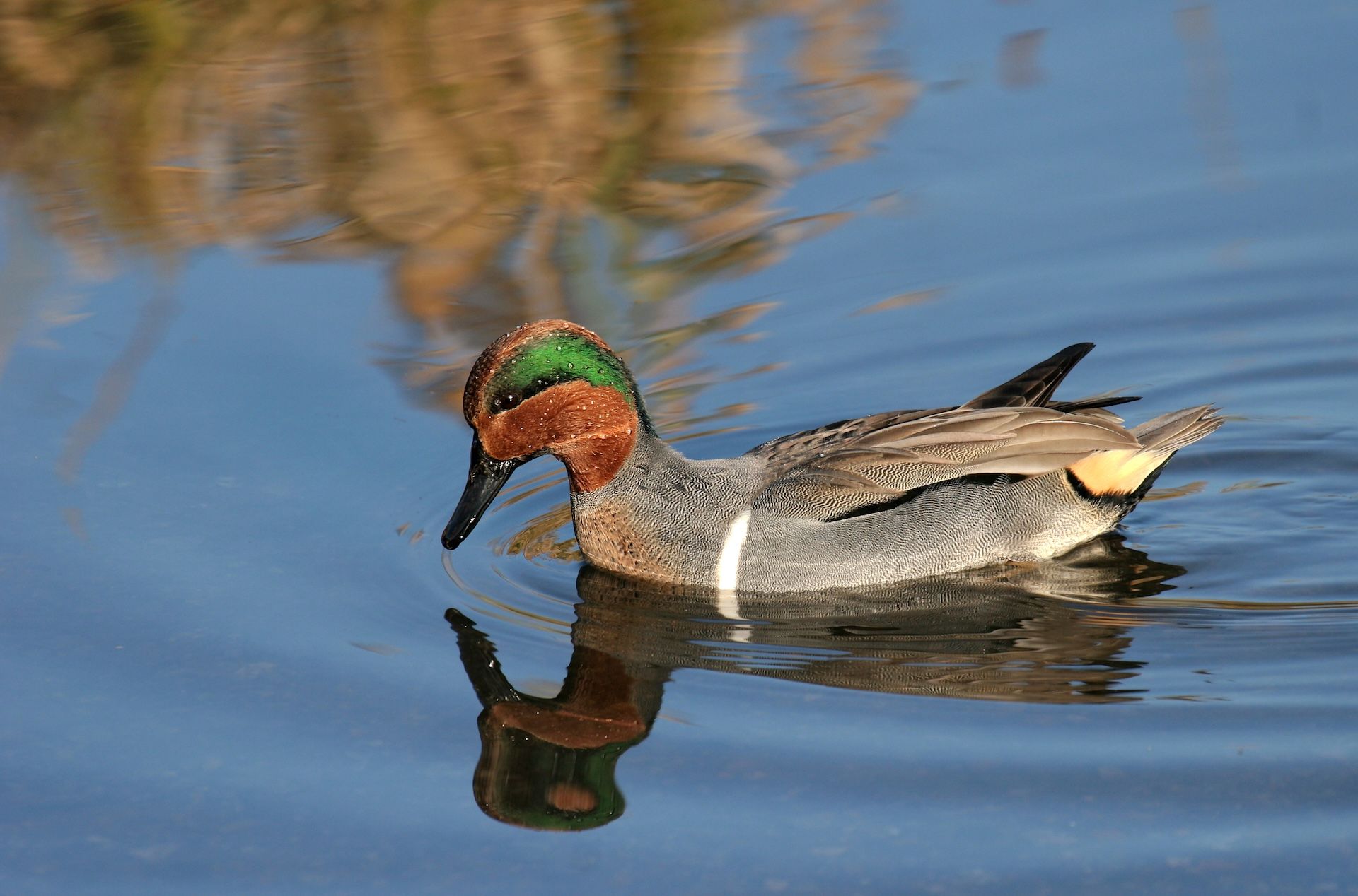 Teal duck on the water. 