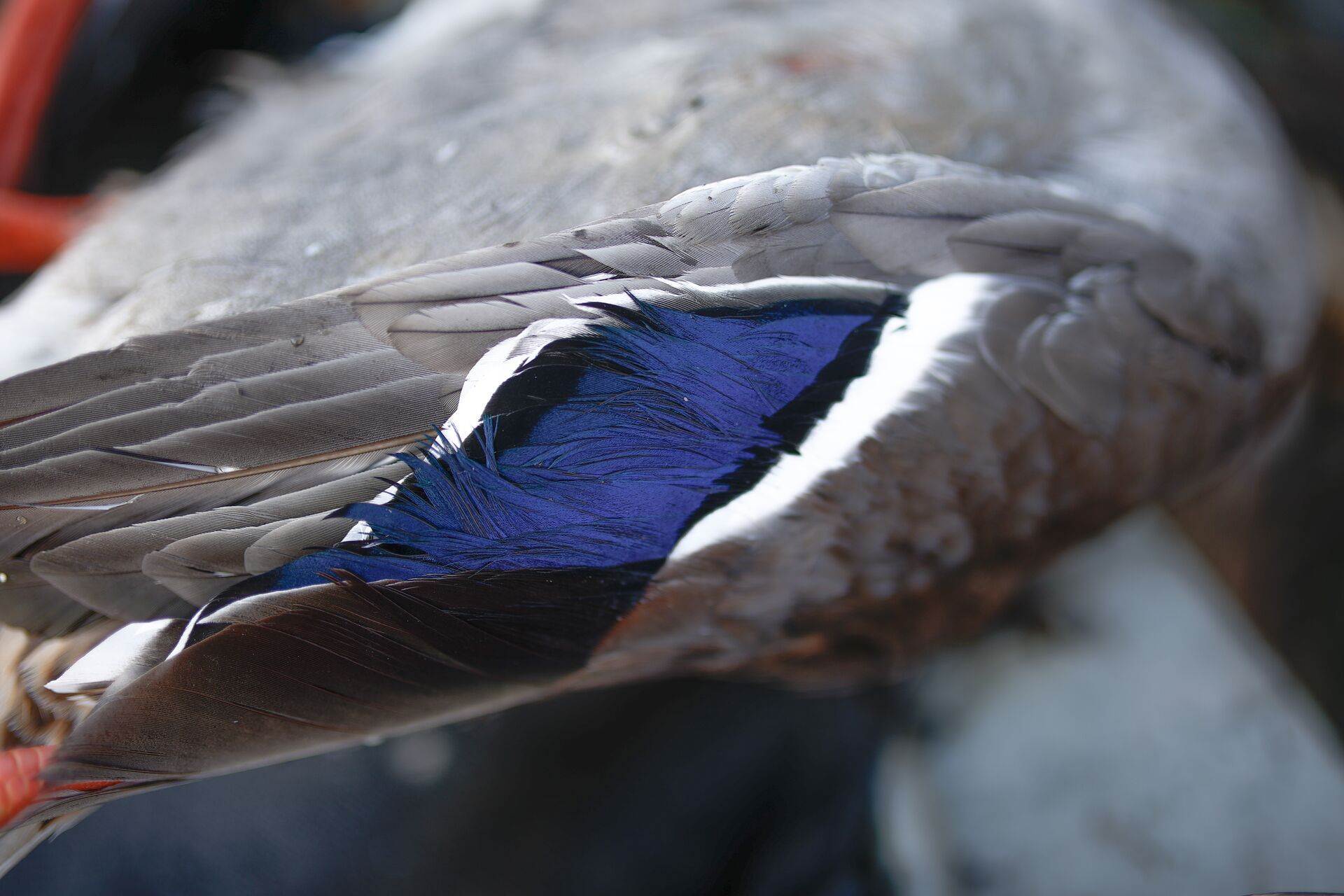 Teal duck wing and feathers.