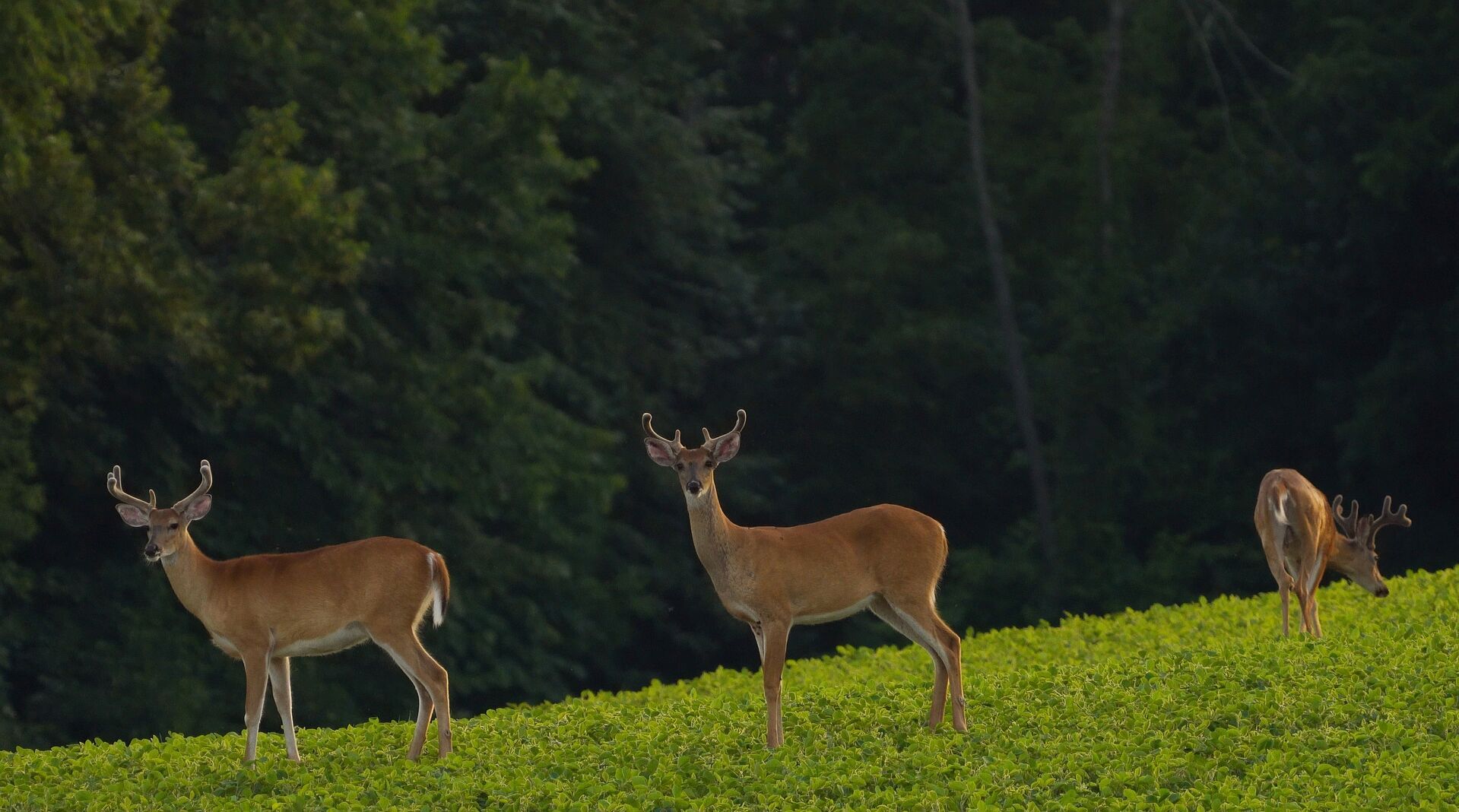 Three buck deer in a food plot, clover deer food plots concept. 
