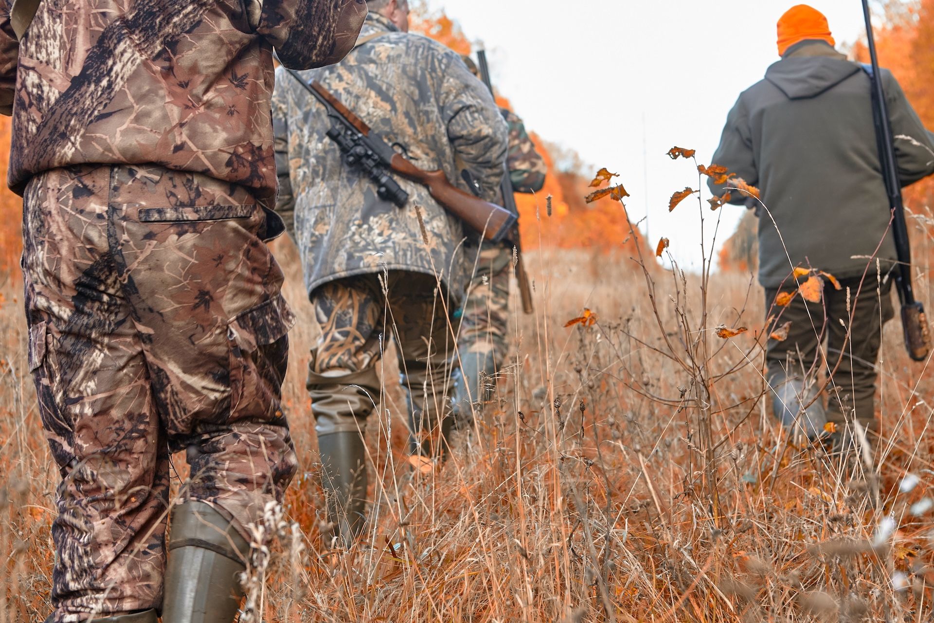 Three hunters in camo walk in the brush, find rabbit habitat concept.