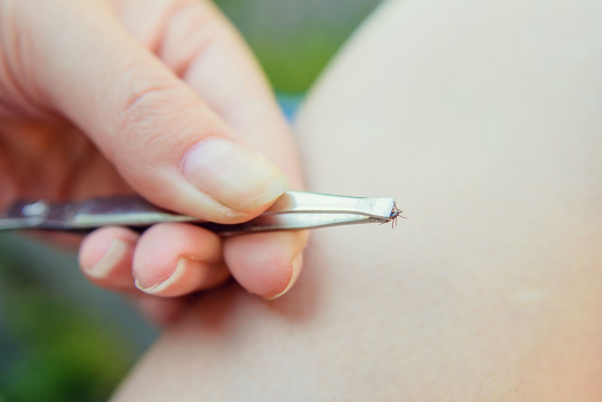 A tick caught in a pair of tweezers, deer tick protection concept.