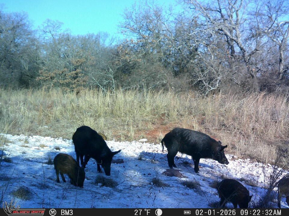 FGBLOG trail cam footage of wild hogs.jpeg