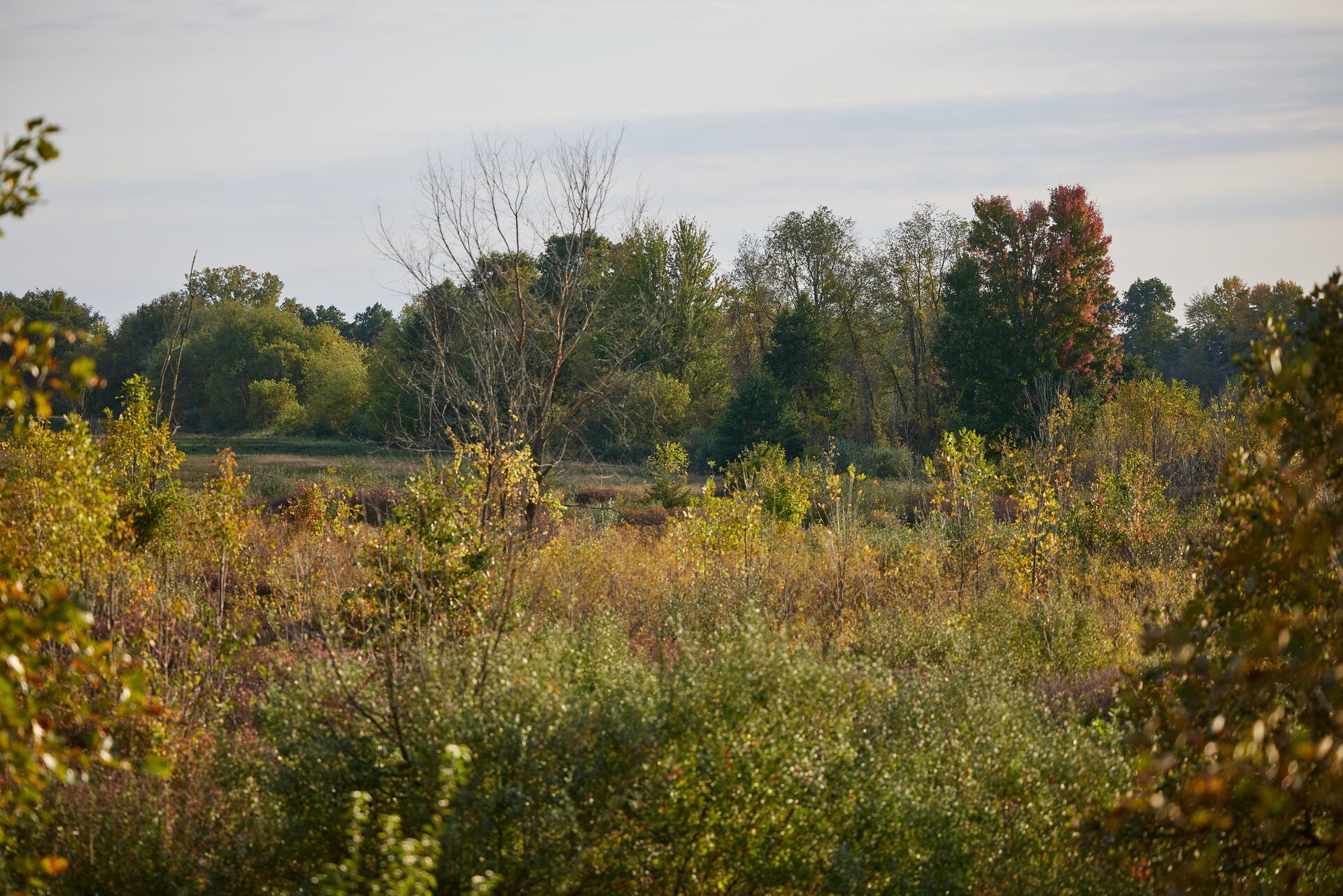 Trees and brush around a field.