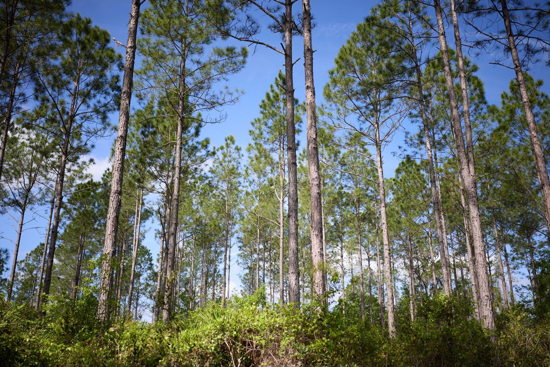 Tall trees mixed with bushes. 