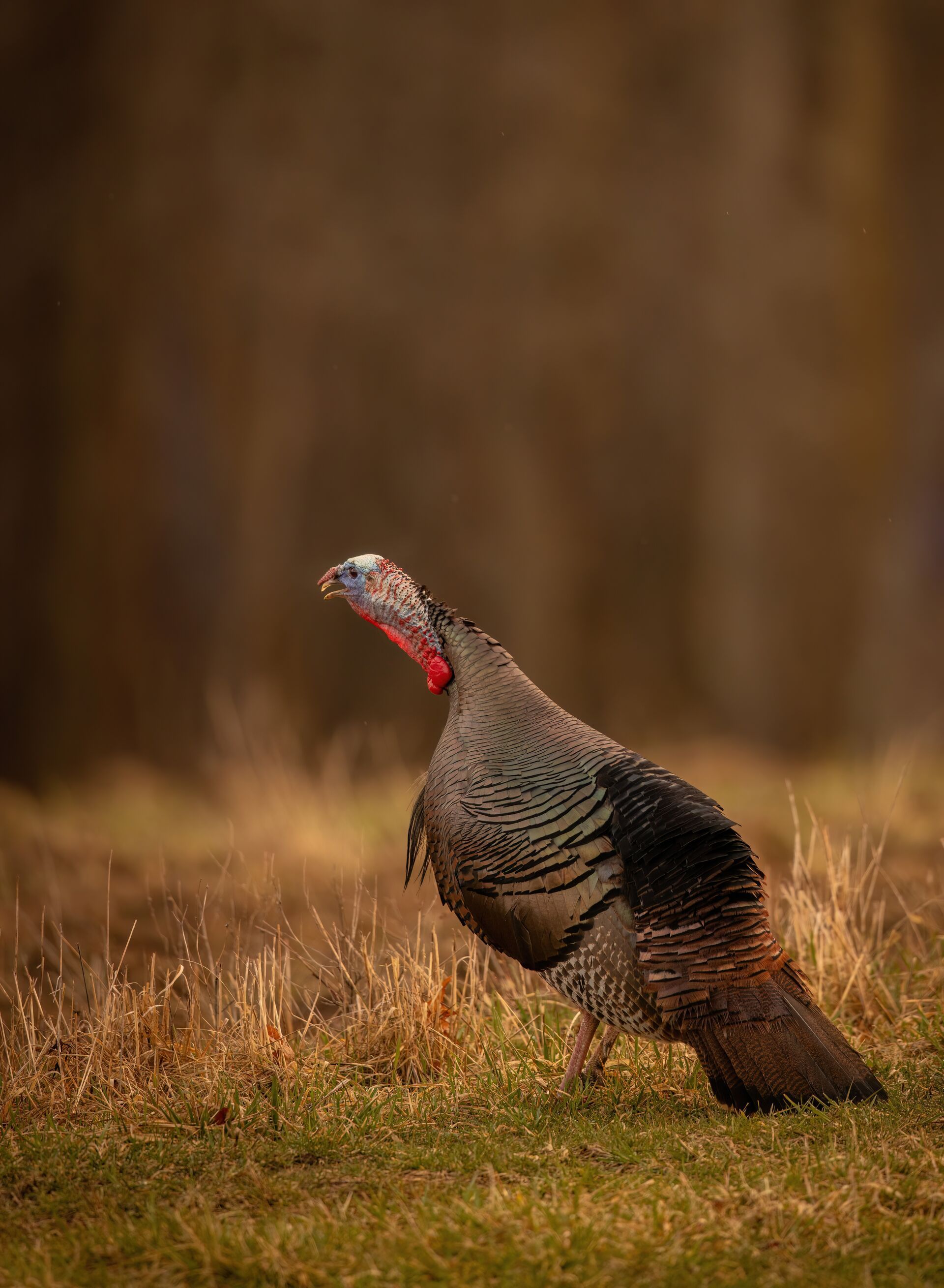 Turkey gobbler in a field. 