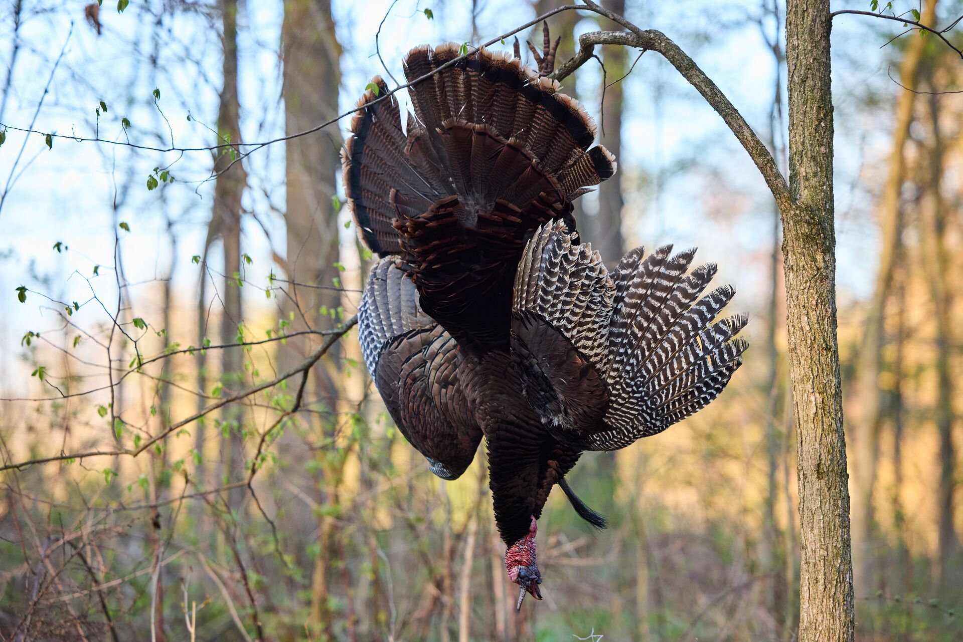 Turkey hangs from tree after hunt, know the best time of day for turkey hunting concept. 