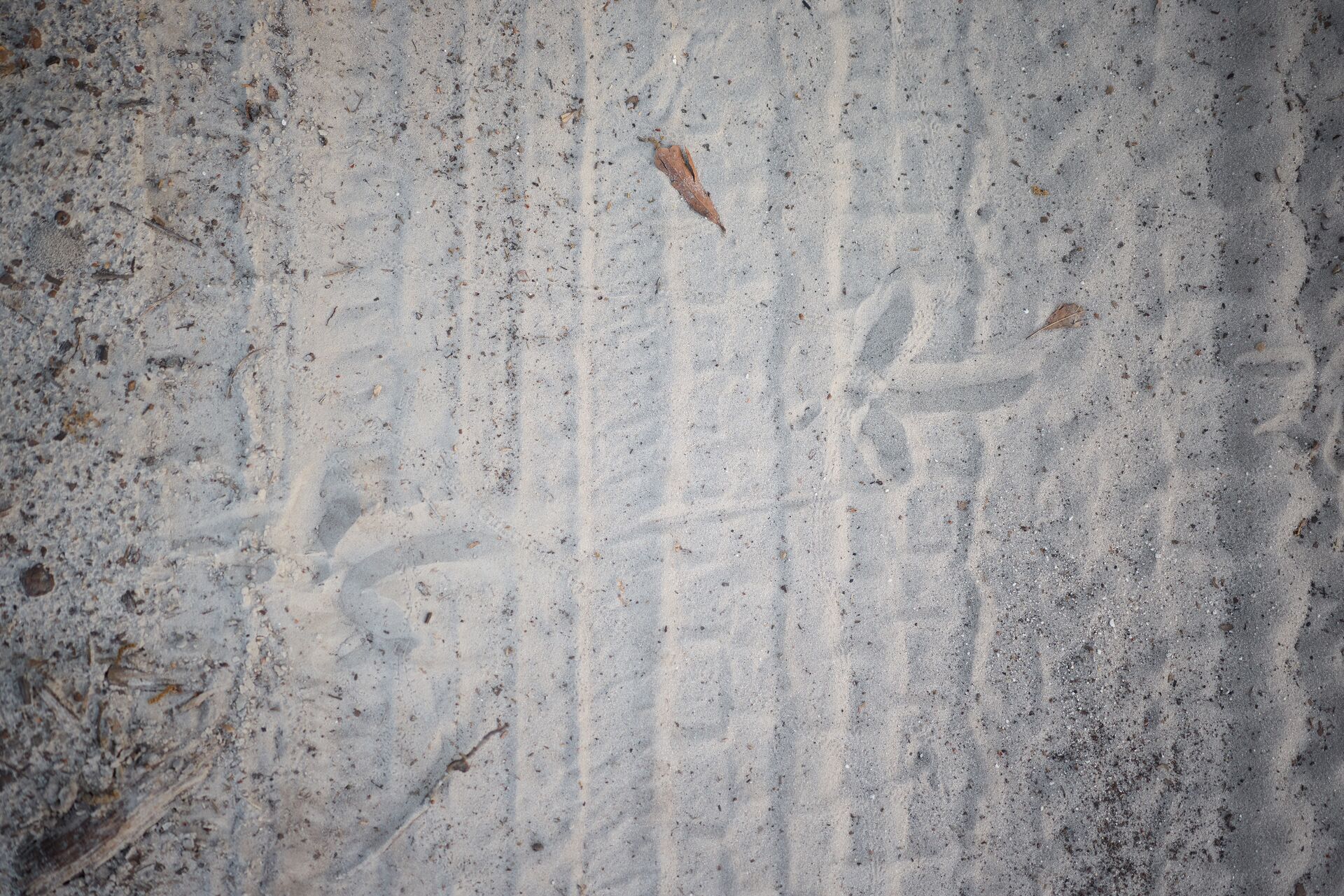 Turkey tracks in the sand, turkey scouting concept. 