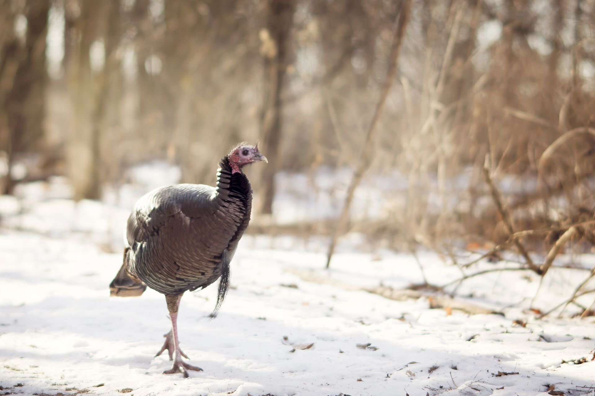 A turkey walking, how to hunt turkey in the spring concept. 