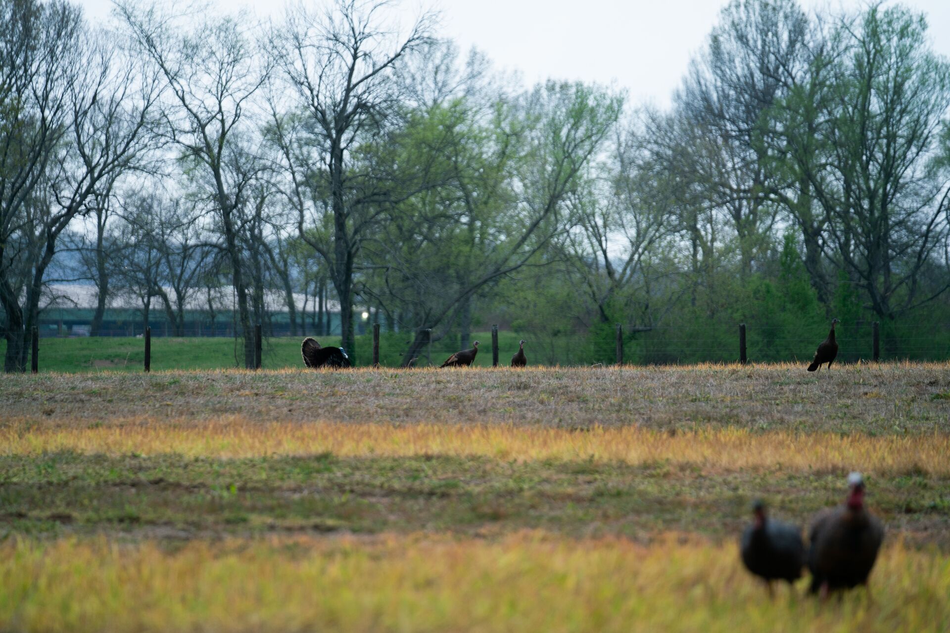 Turkeys near fence lines, how to find property lines for hunting concept. 