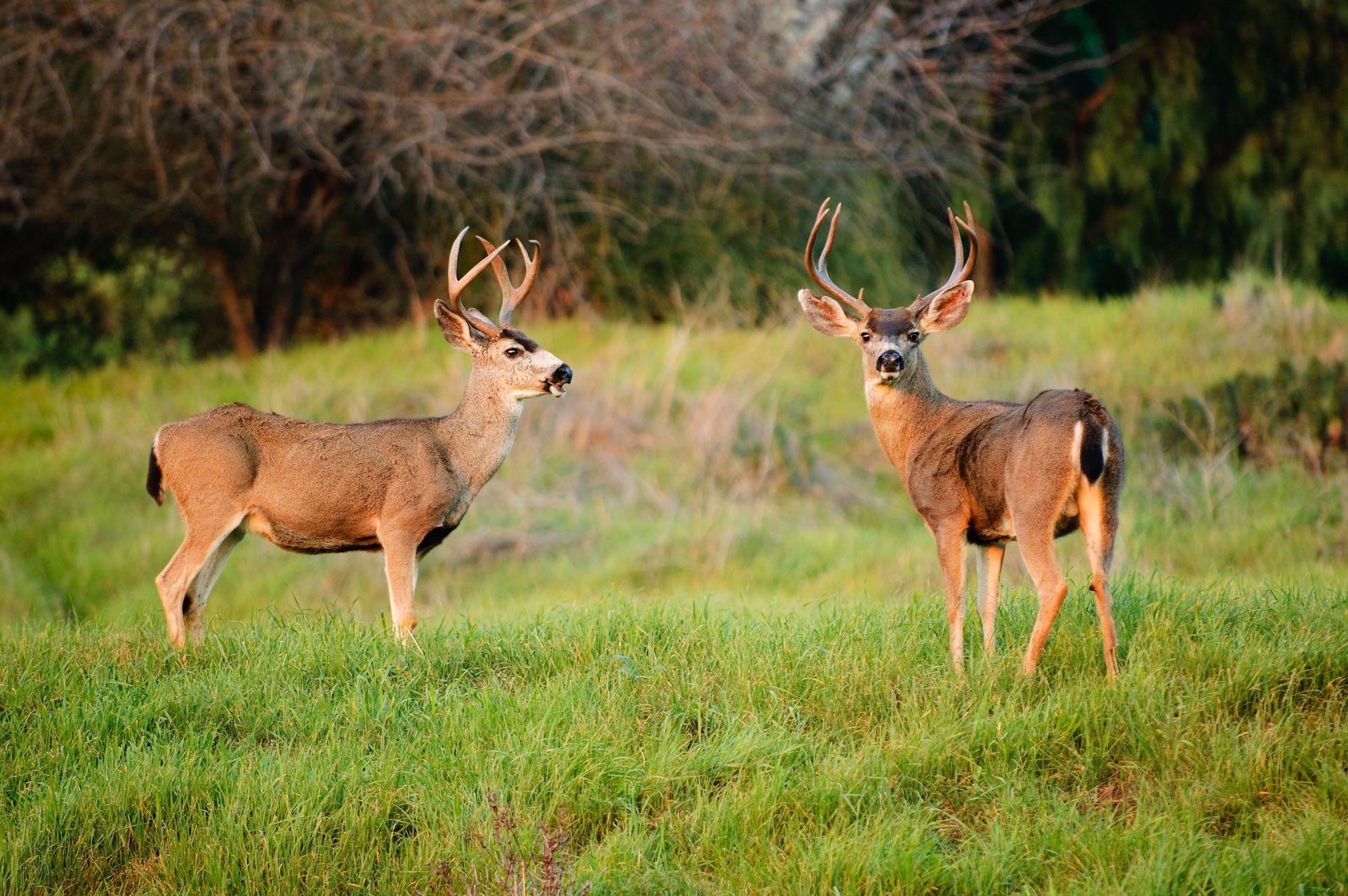Two black tail deer bucks in a clearing. 