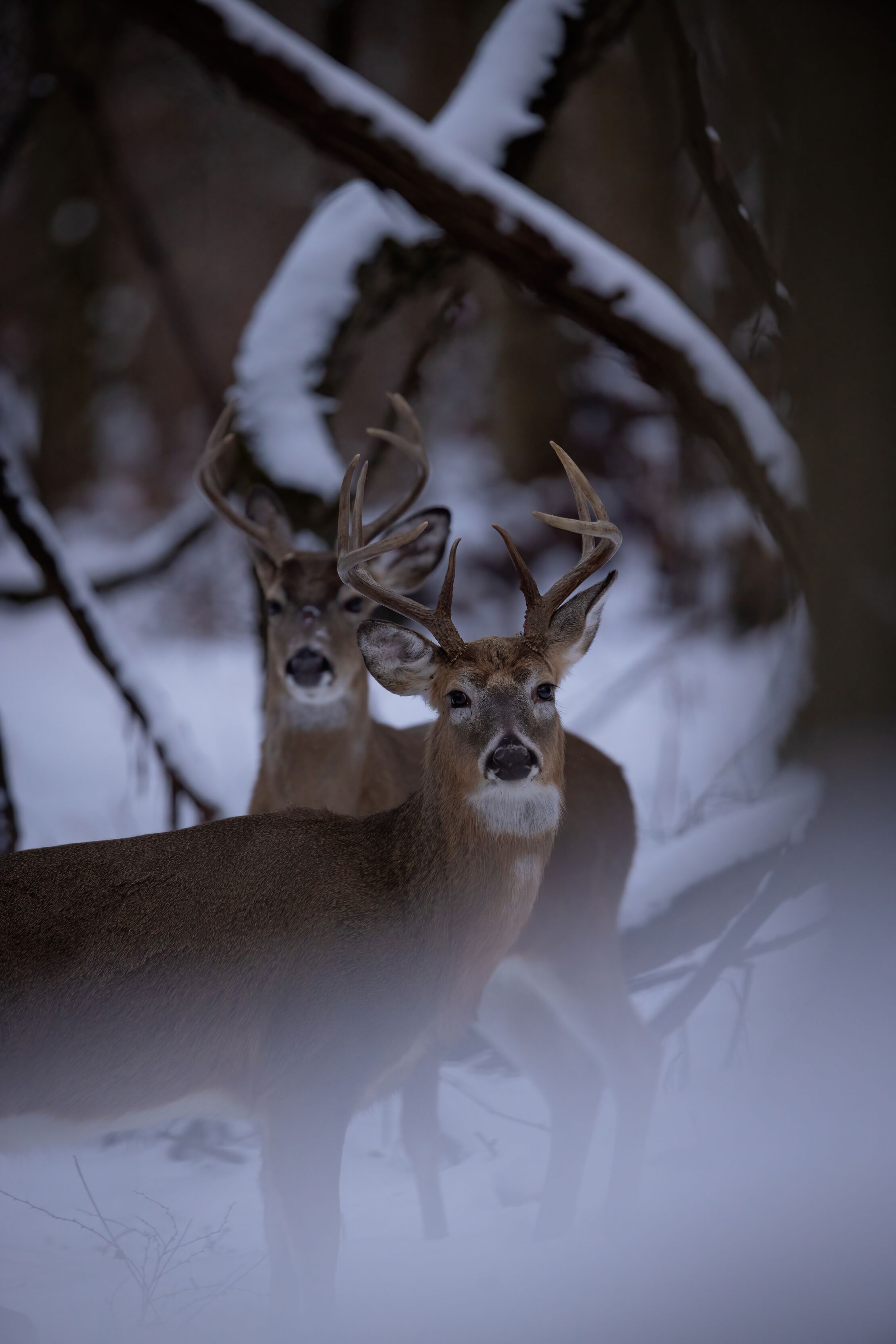 Two buck deer in snowy woods, represents late season hunting tips