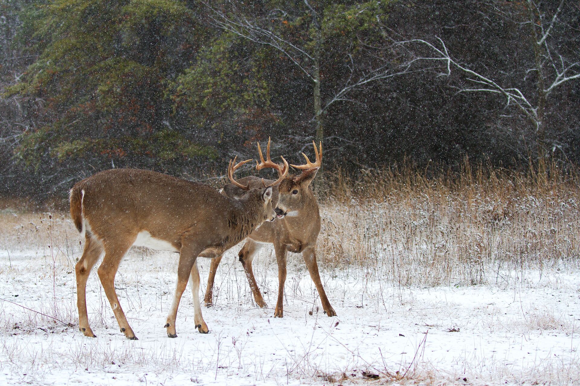 Two buck deer face off in snow, deer hunting after the rut concept. 