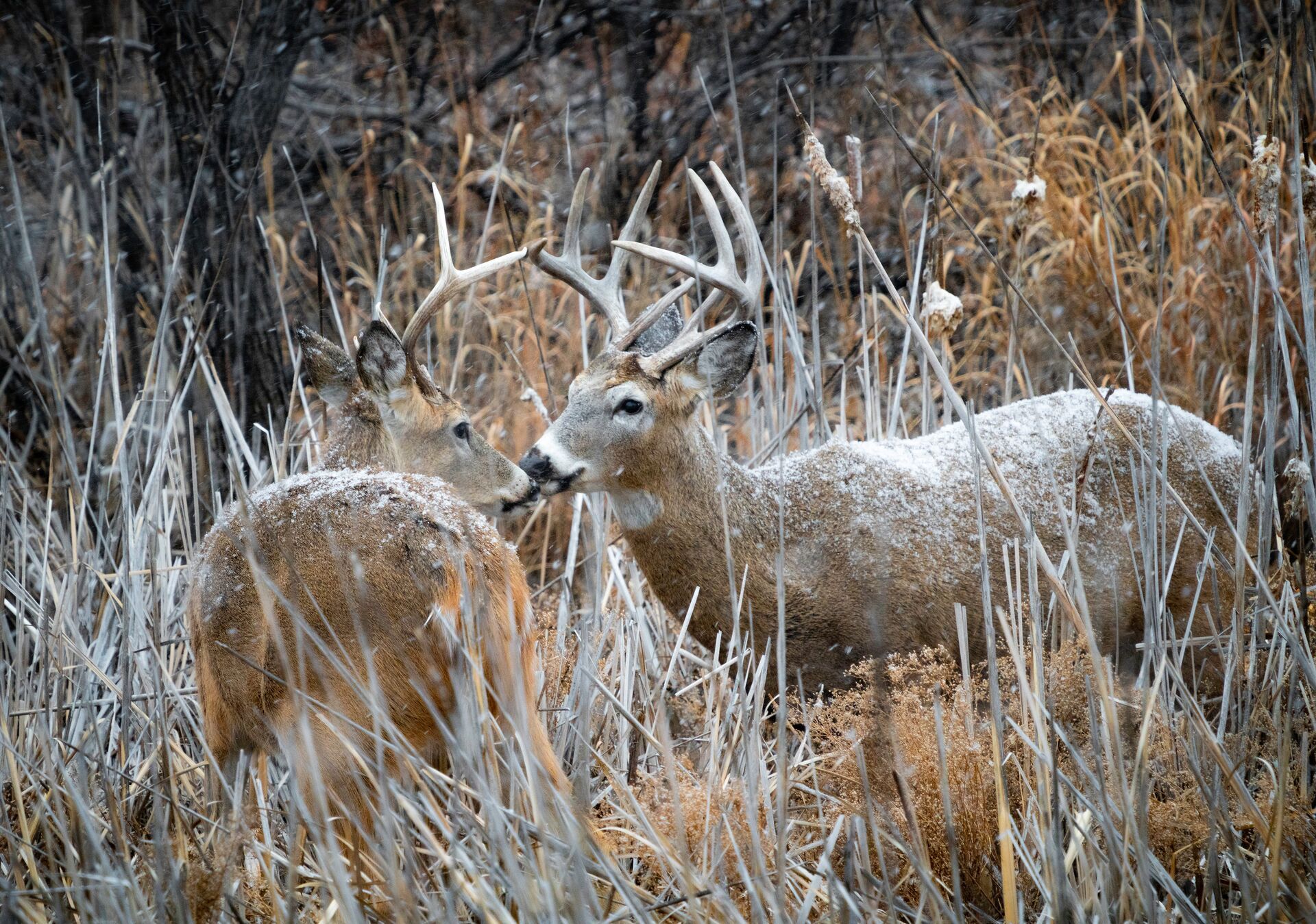 Two bucks in tall brush and light snow, late season whitetail hunting concept. 