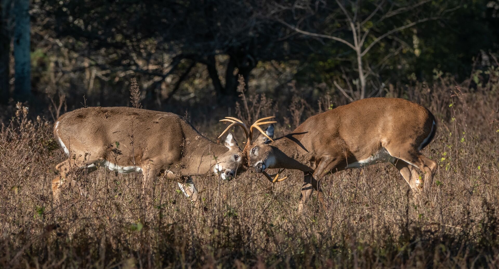 Two buck deer head to head knock antlers, best deer calls for pre-rut concept. 