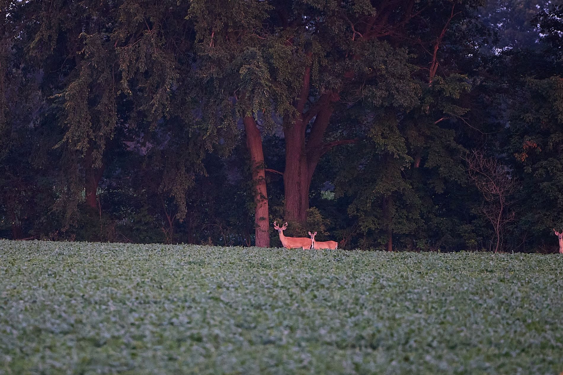 Two deer in food plot, one buck with velvet on deer antlers