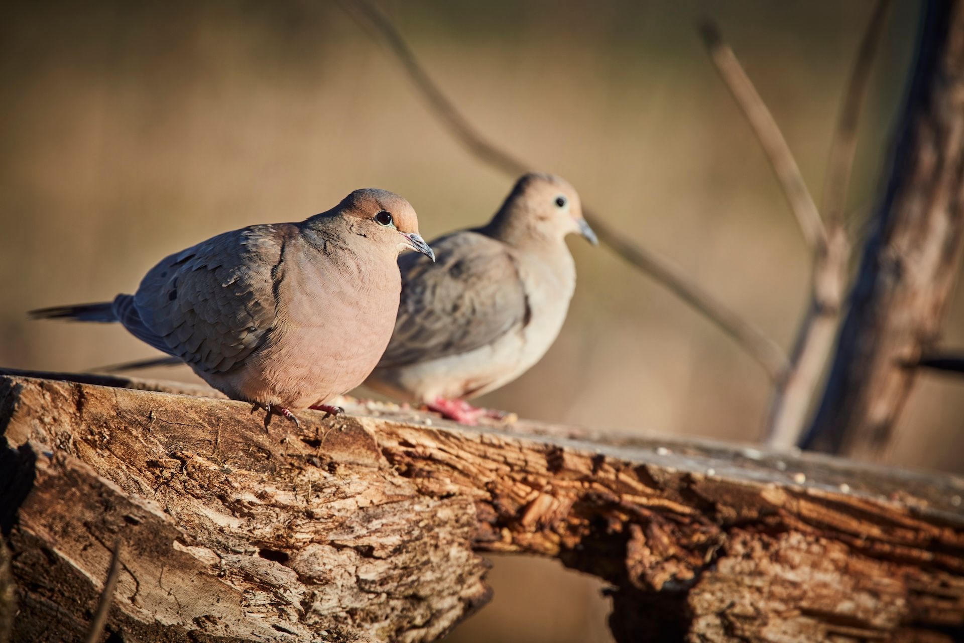 Two doves on a branch, represents shooting dove tips