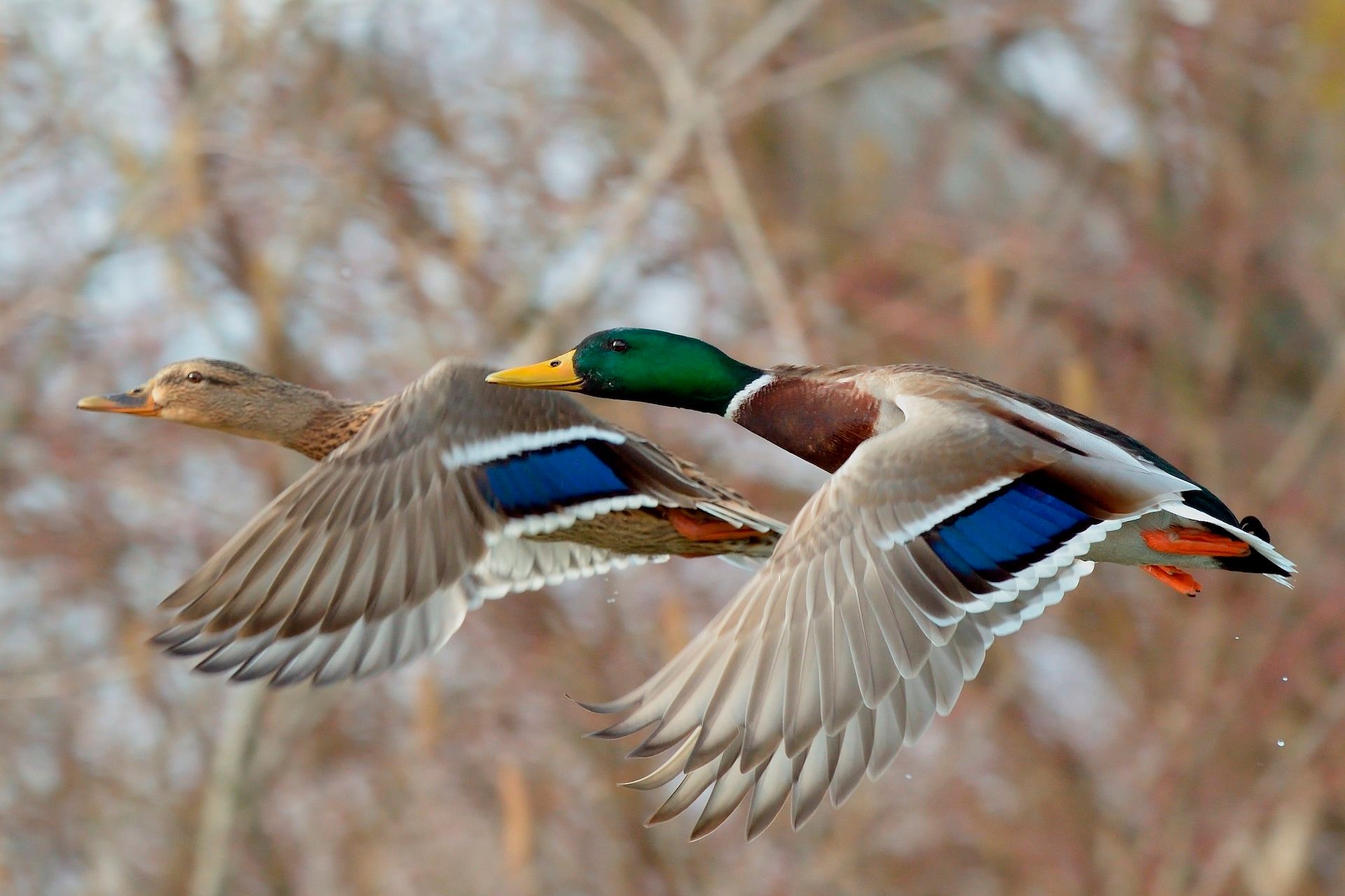 Two mallard ducks in flight.