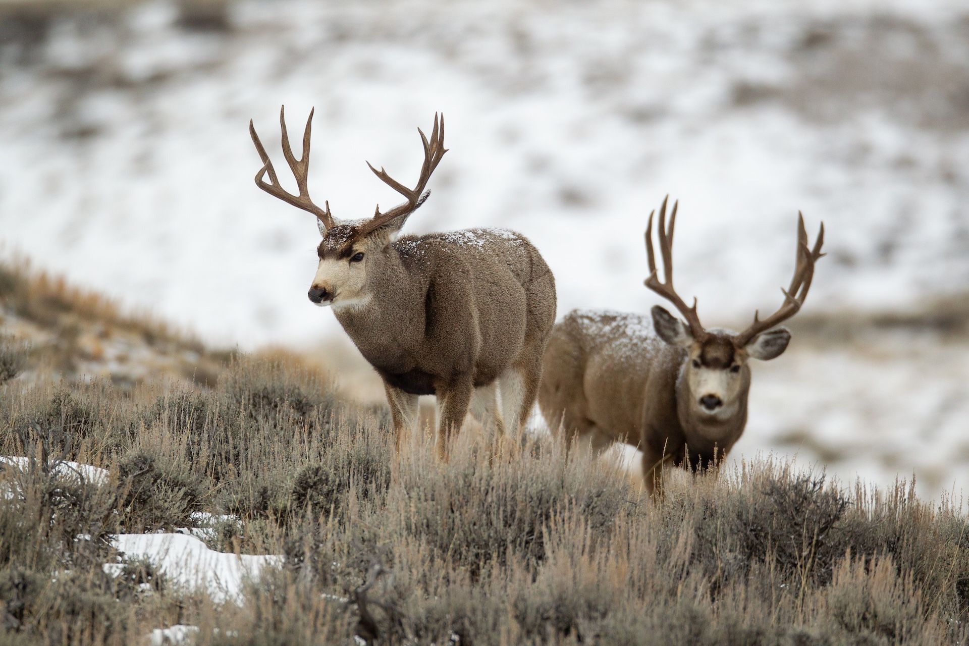 Two buck mule deer on a hill in the snow, top mule deer hunting states concept. 