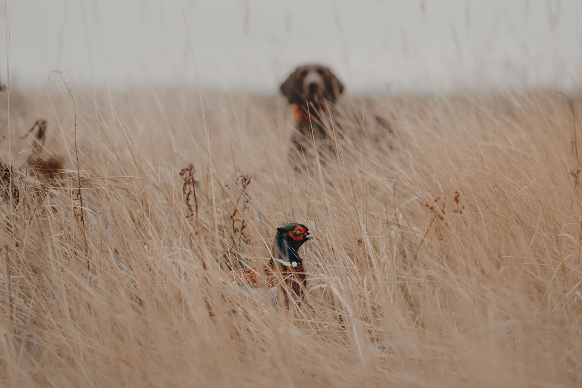 Upland bird in brush with dog in the background. 