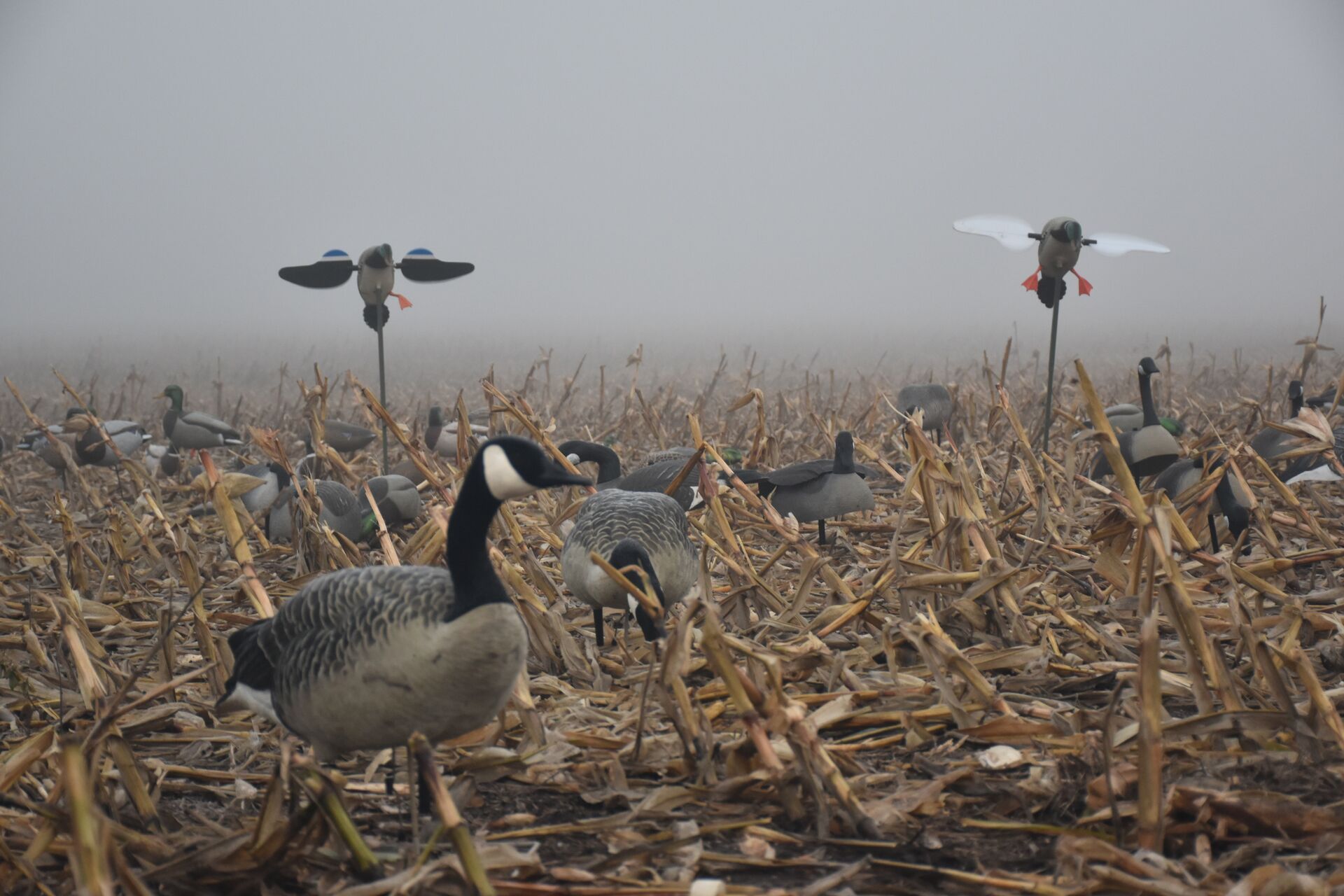 Various duck decoys in a field, how to hunt waterfowl concept. 