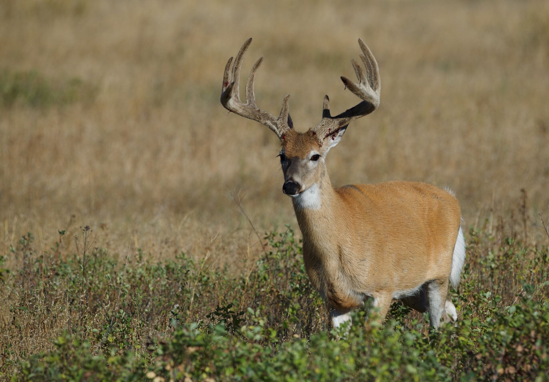 Buck deer with velvet on the antlers.