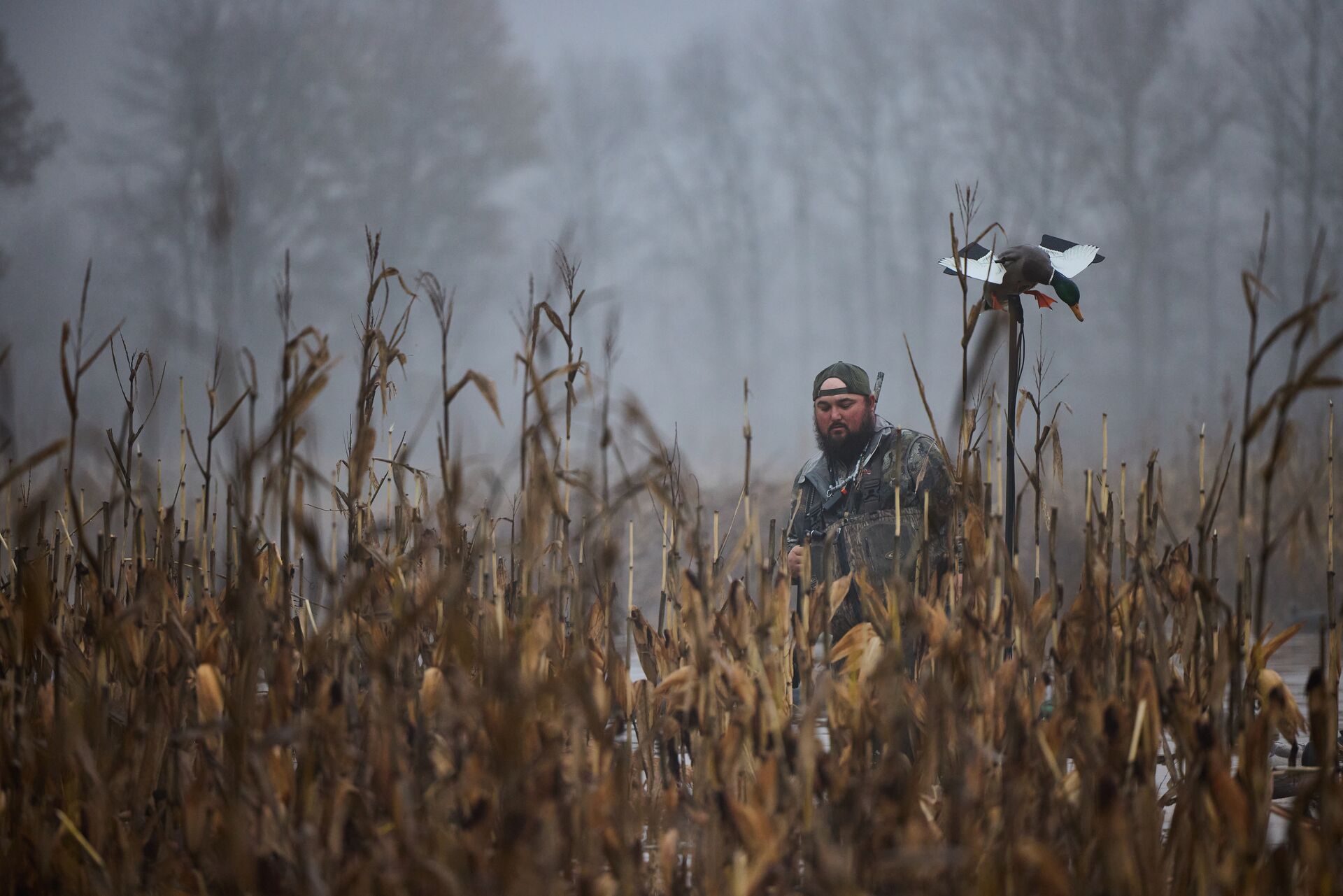 A waterfowl hunter walking in tall grass with a decoy.