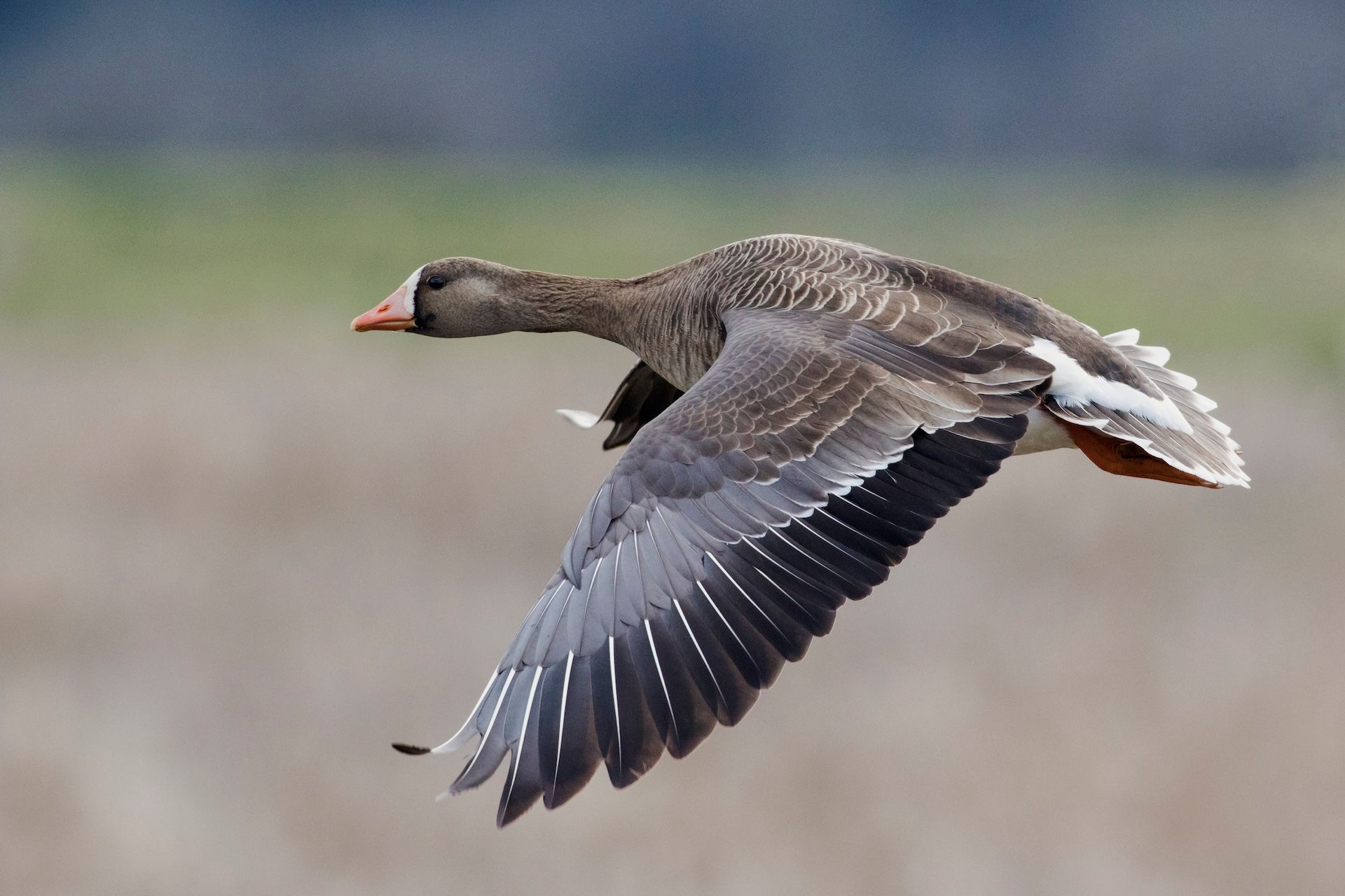 White-fronted goose flying, dark goose vs white goose concept. 