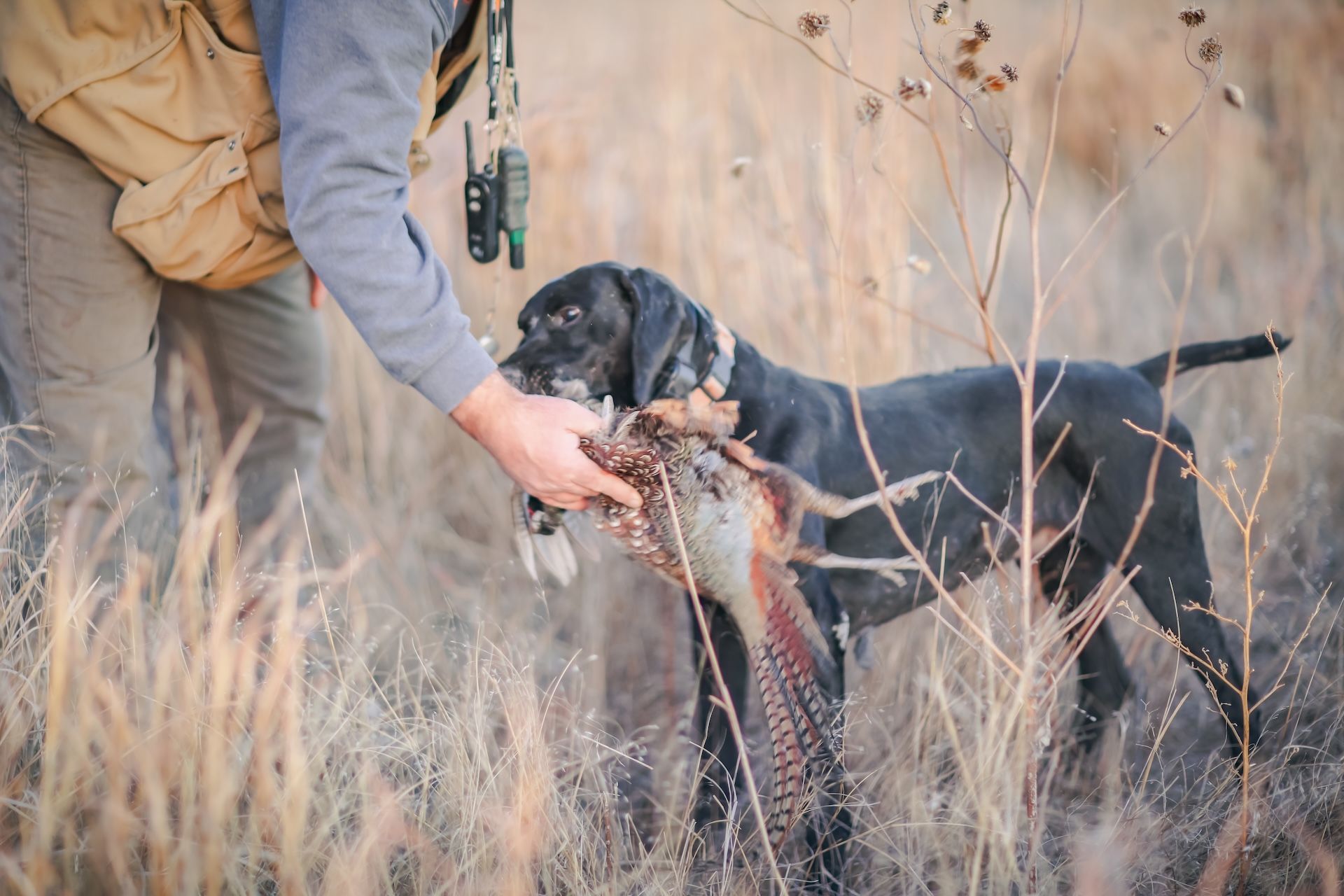 Hunting dog brings bird to hunter, pheasant hunting strategy concept.
